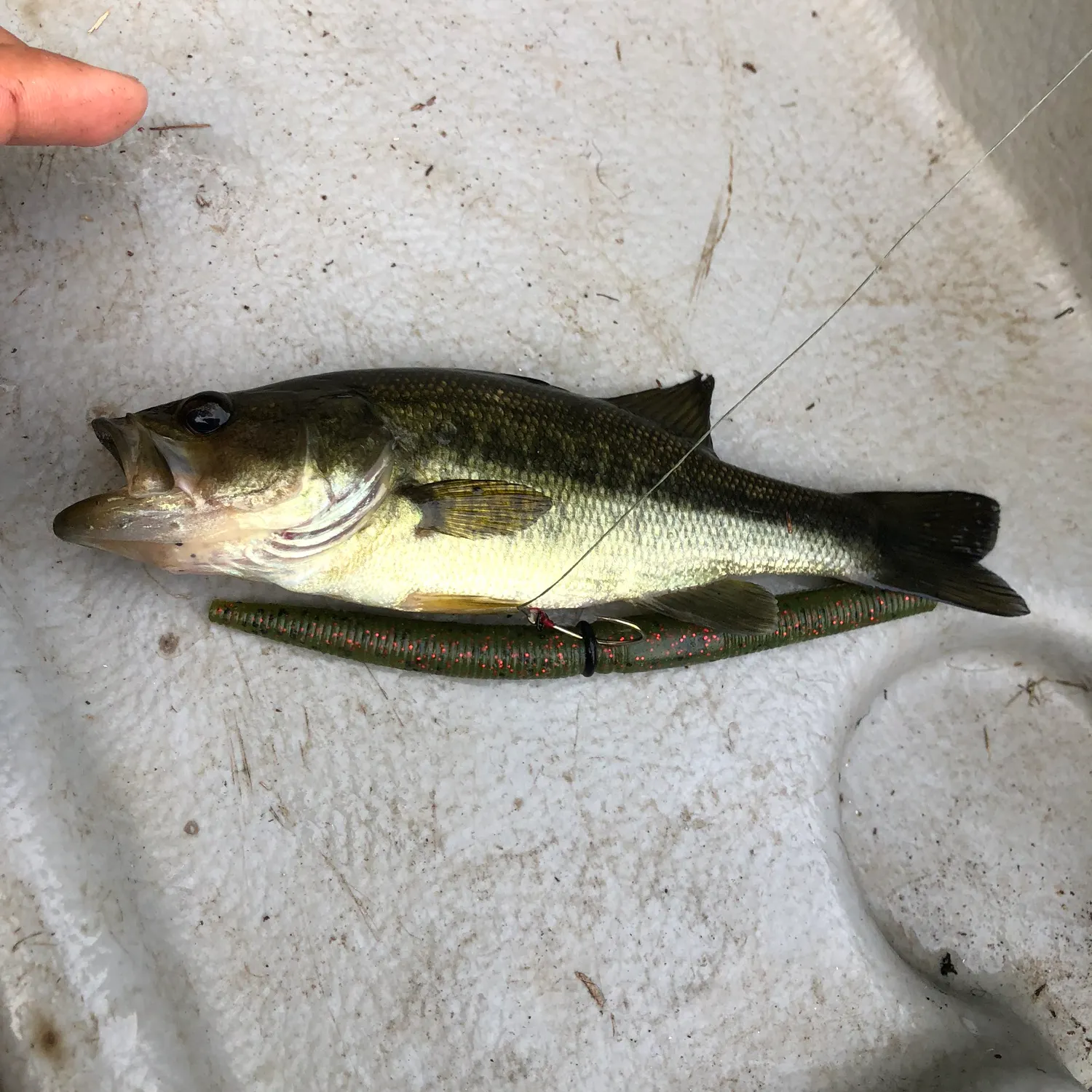 Largemouth bass caught on Fishbrain