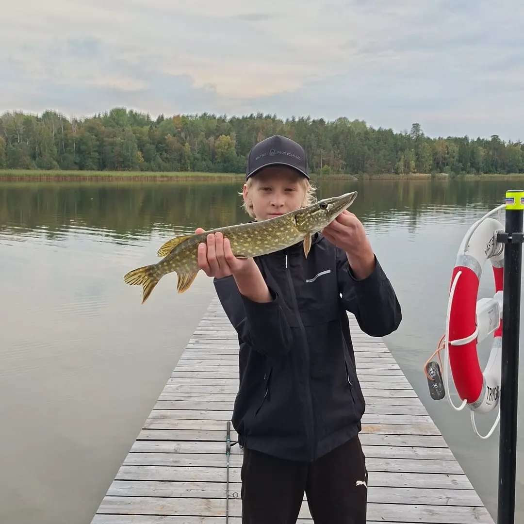 Northern pike caught on Fishbrain