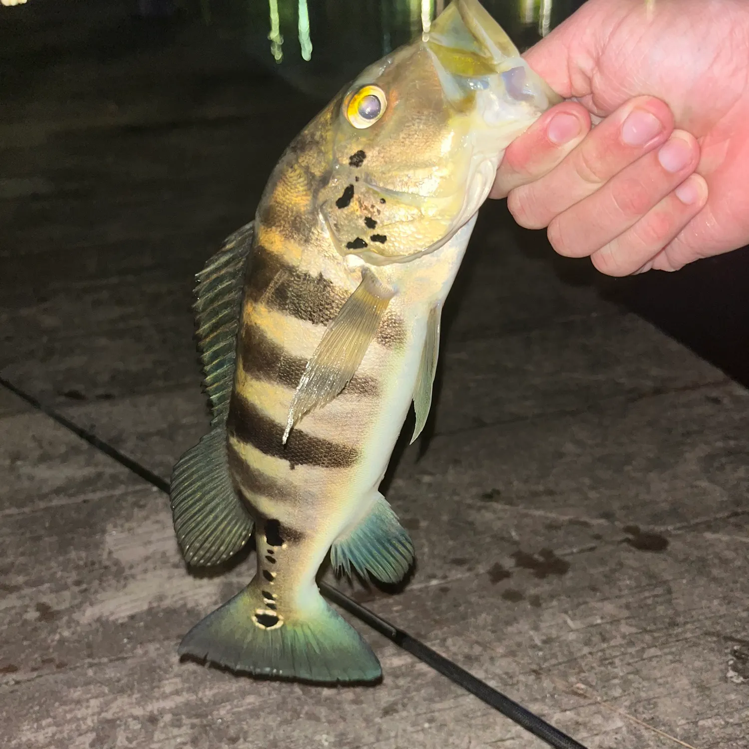 The most recent Blue peacock bass catches on Fishbrain
