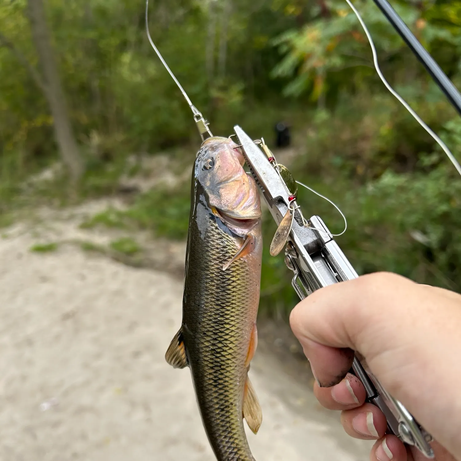 Creek chub caught on Fishbrain