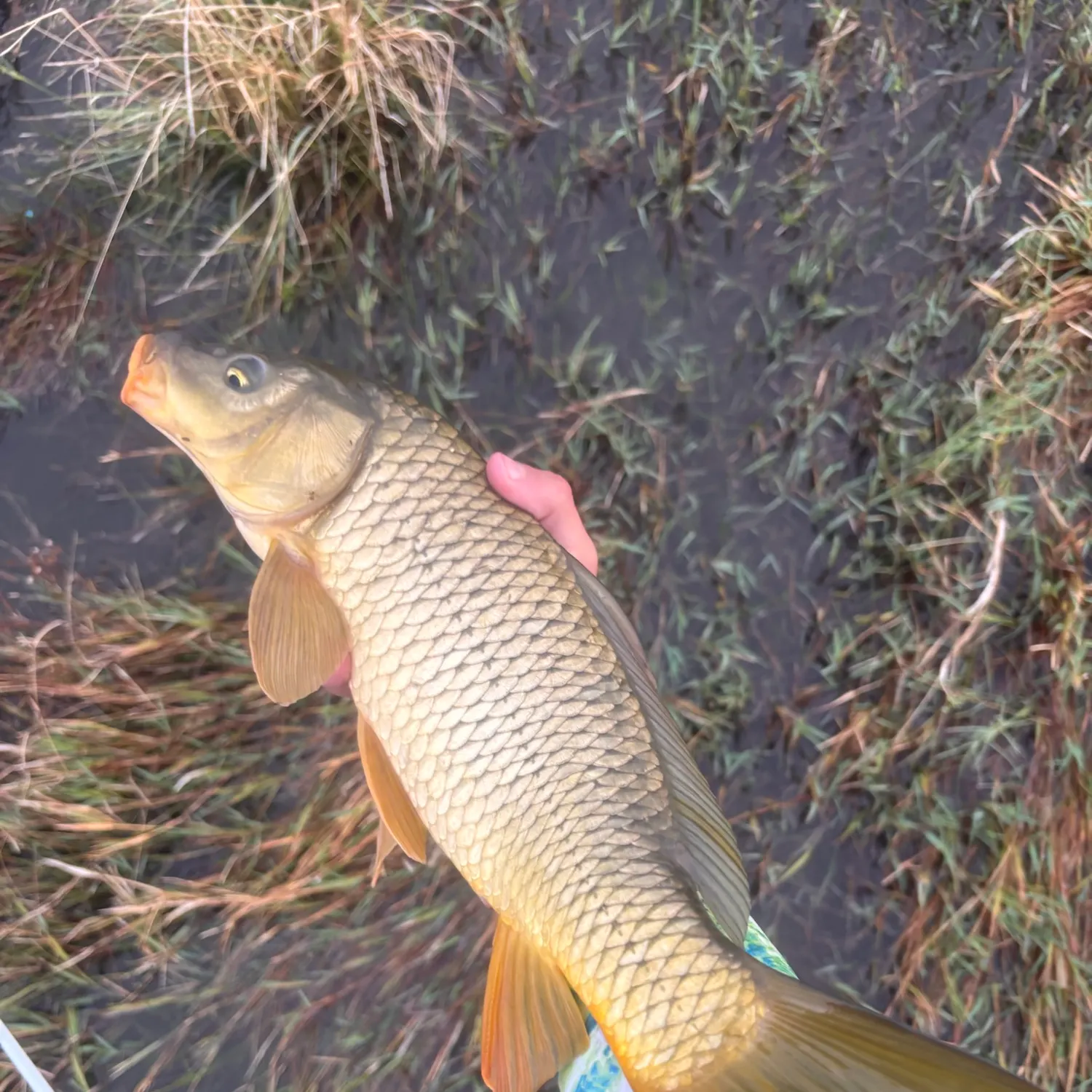 Common carp caught on Fishbrain
