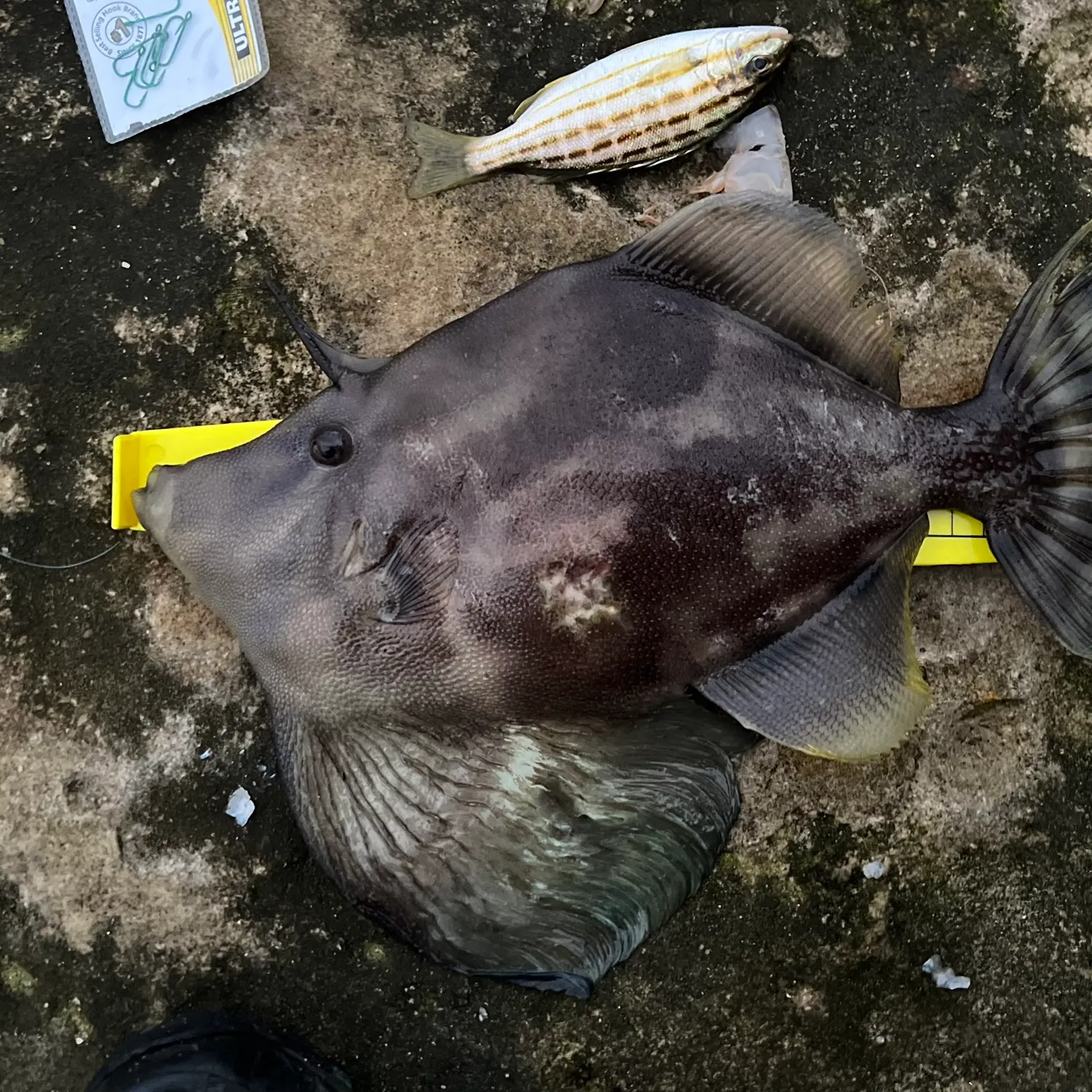 The most recent Fan-bellied leatherjacket catches on Fishbrain