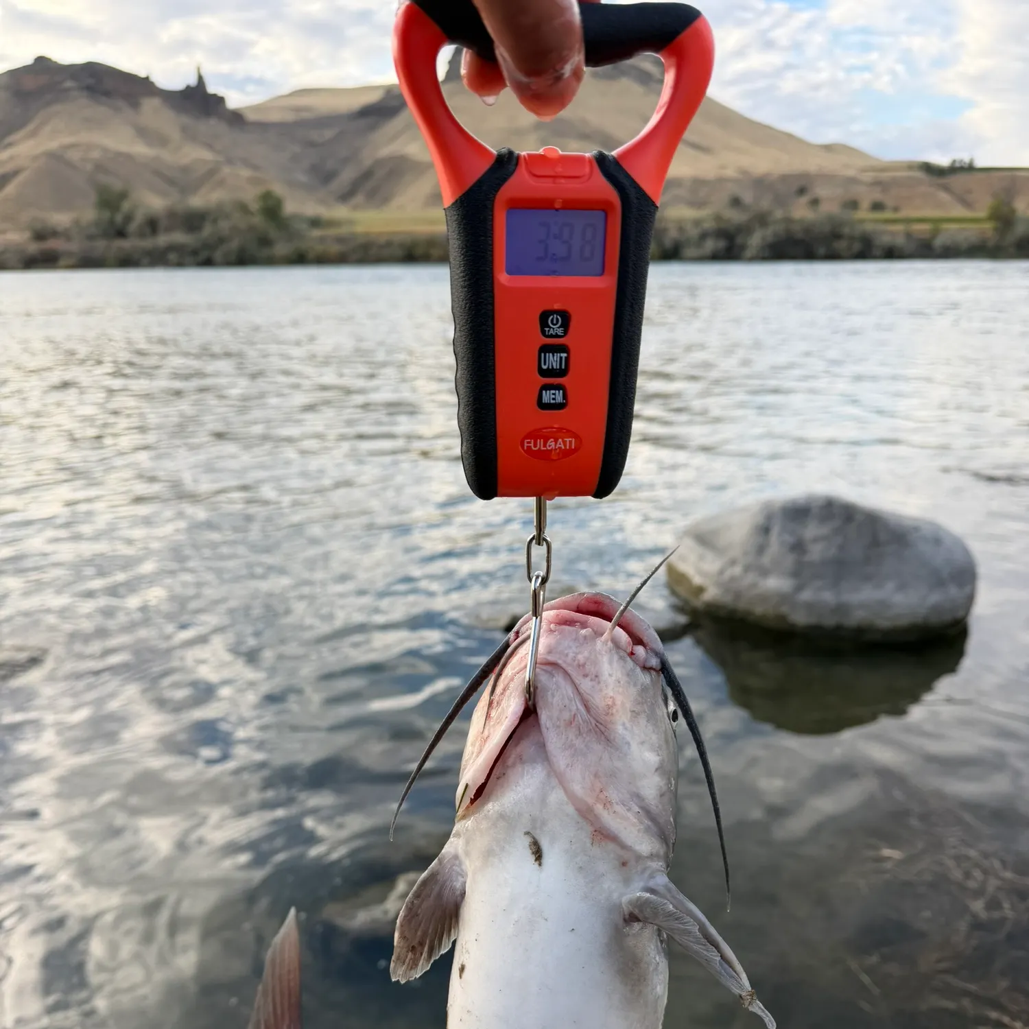 Channel catfish caught on Fishbrain