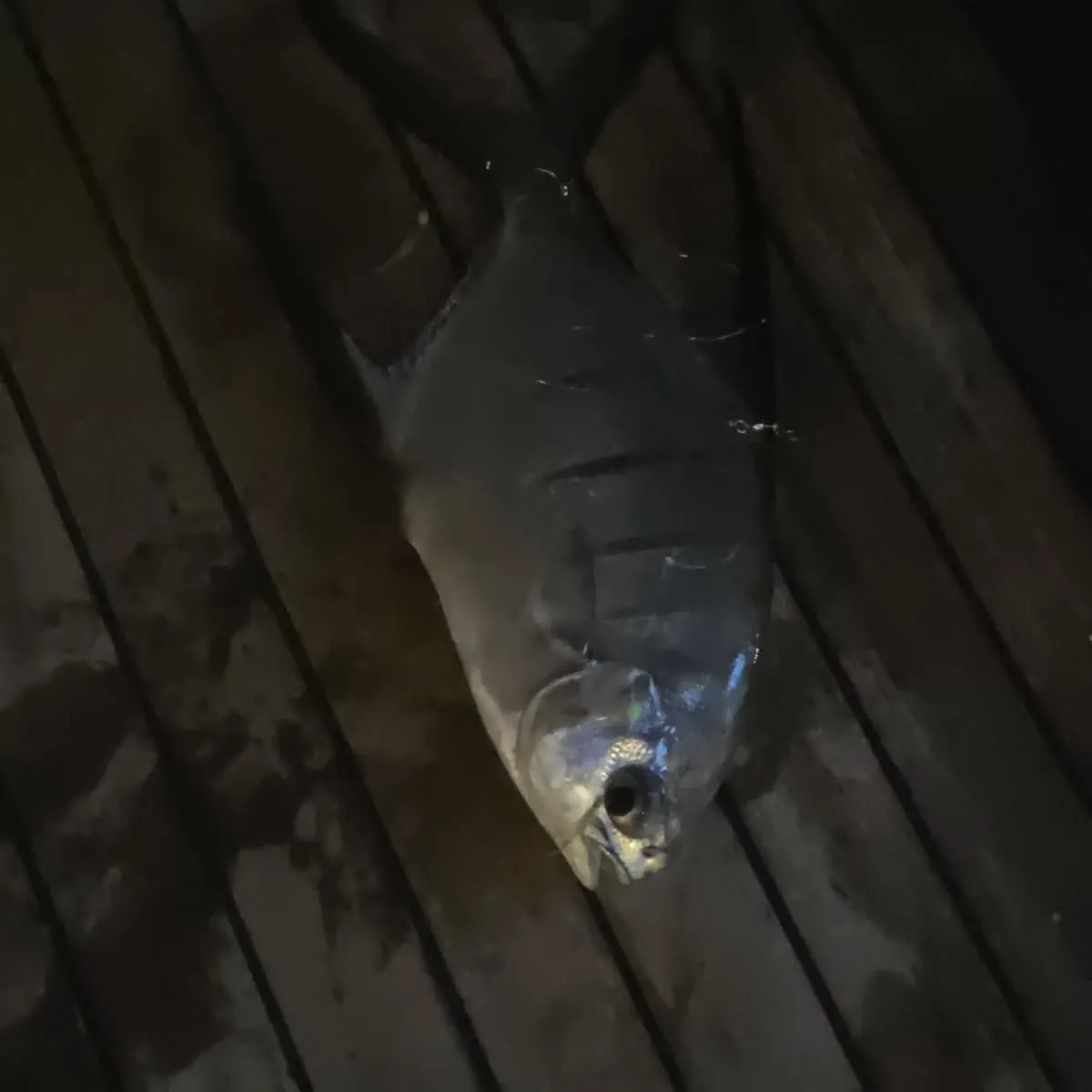 The most recent Palometa catches on Fishbrain