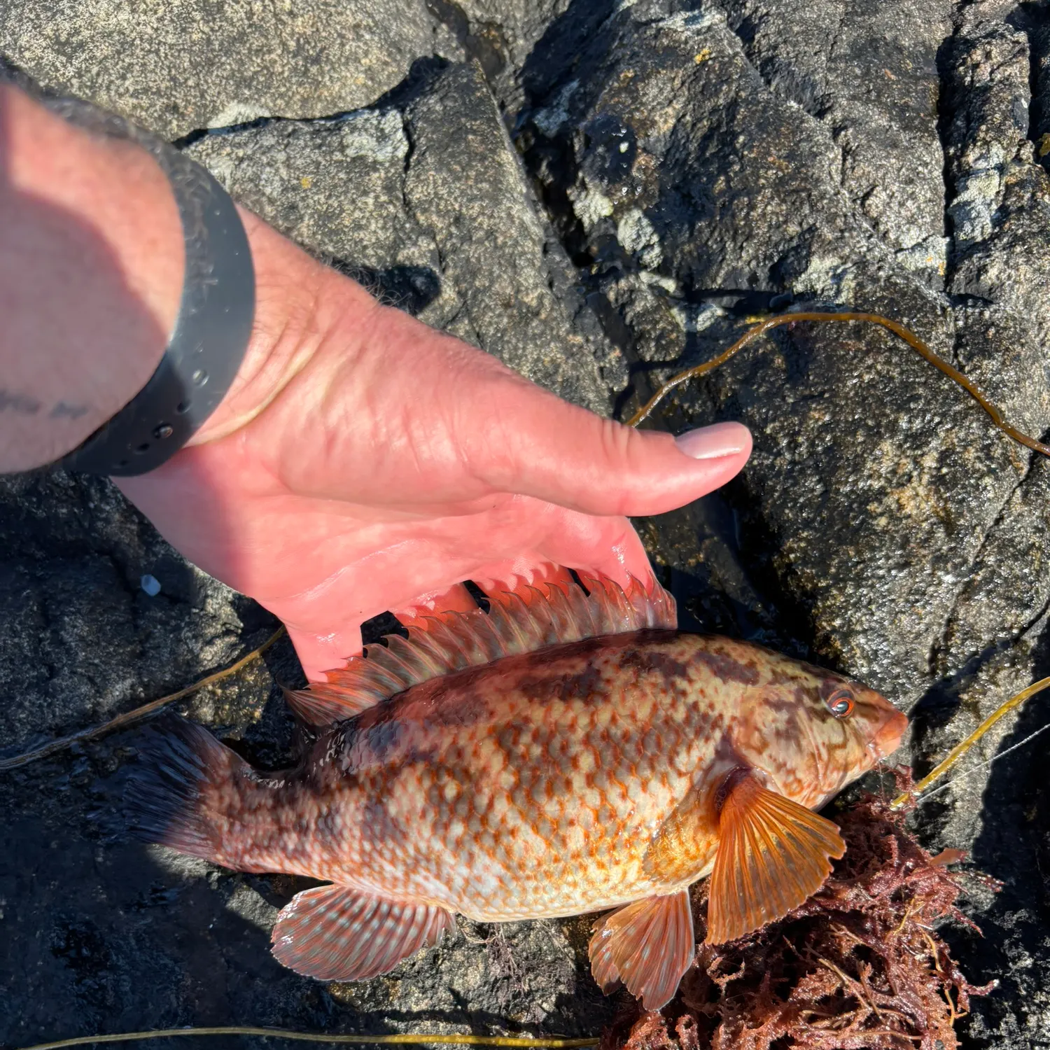 recently logged catches