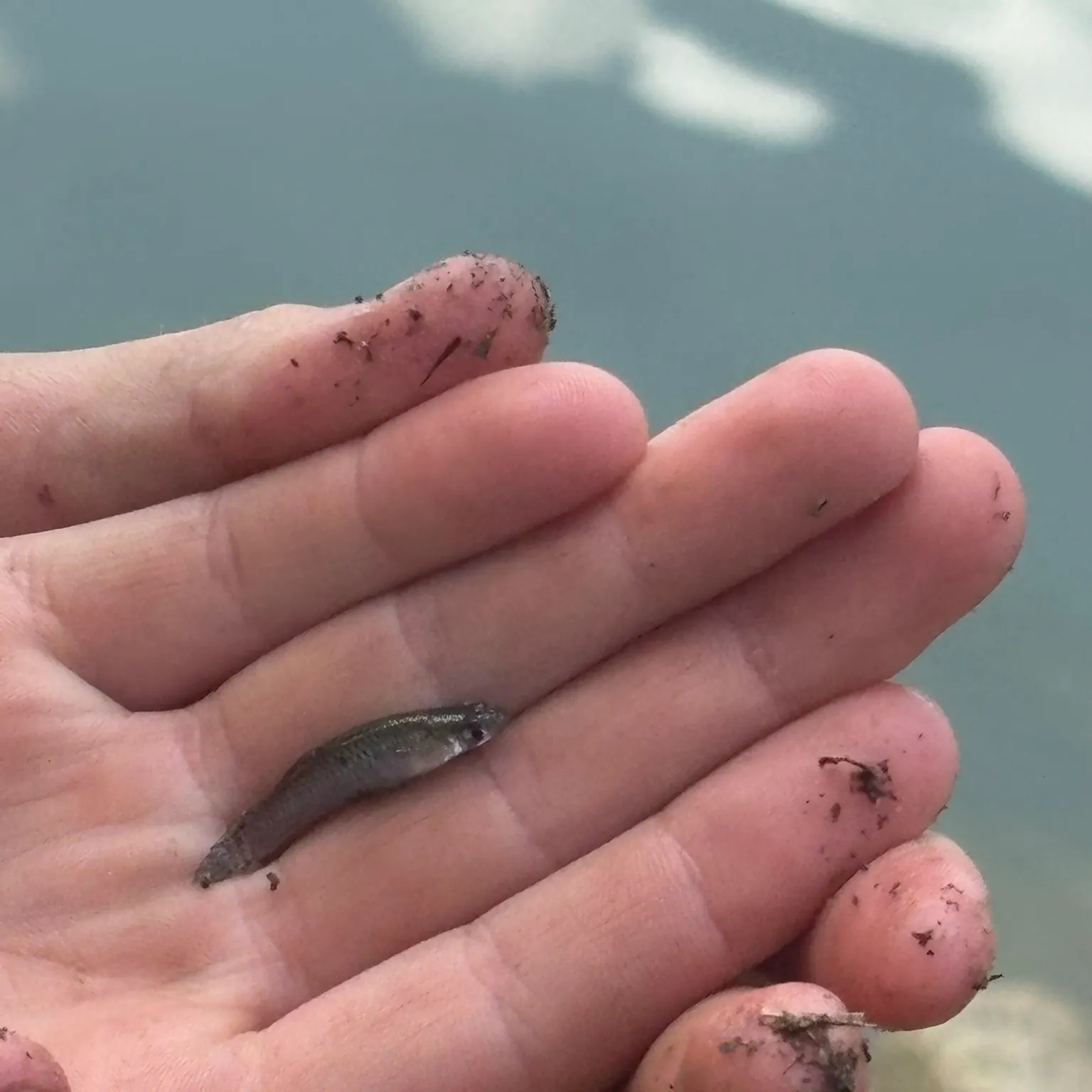 The most recent Barred minnow catches on Fishbrain