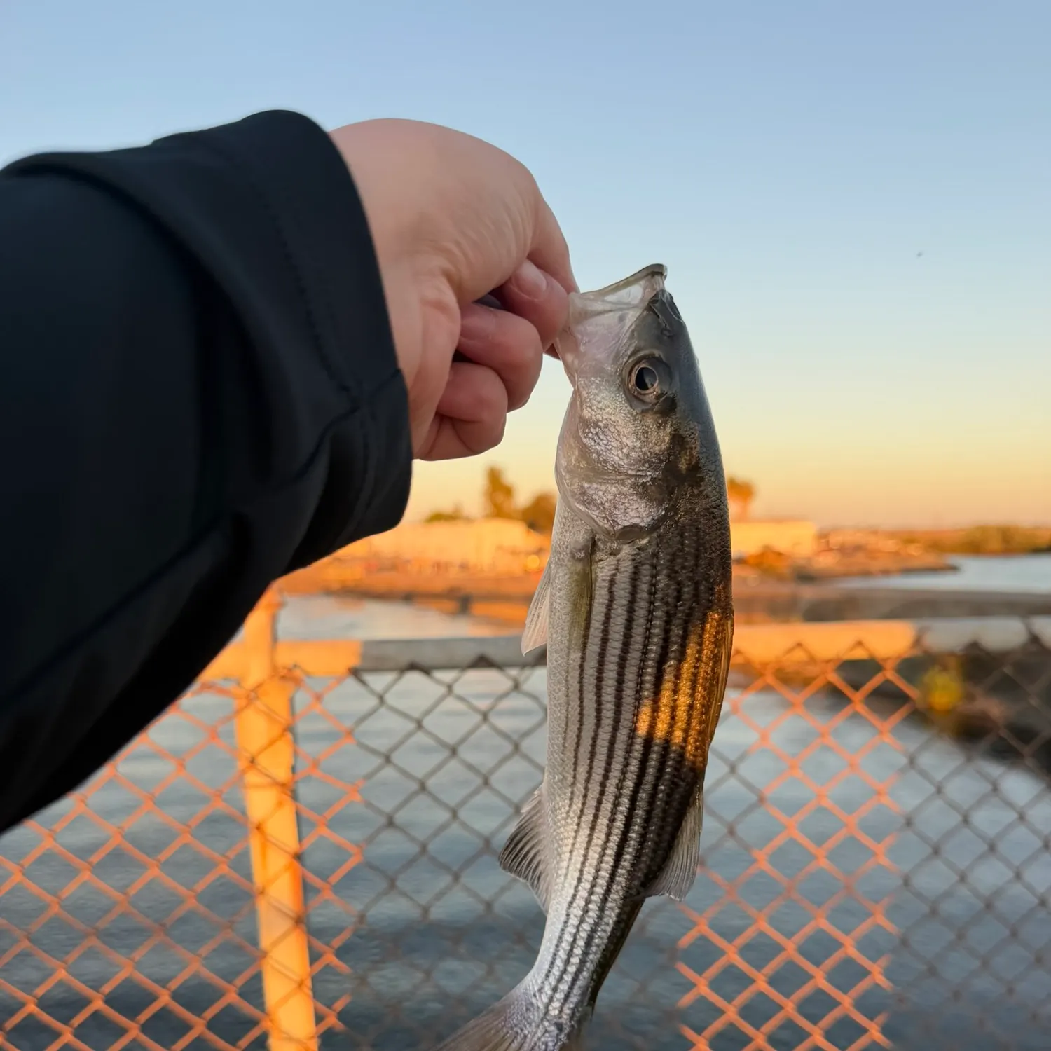 Striped bass caught on Fishbrain