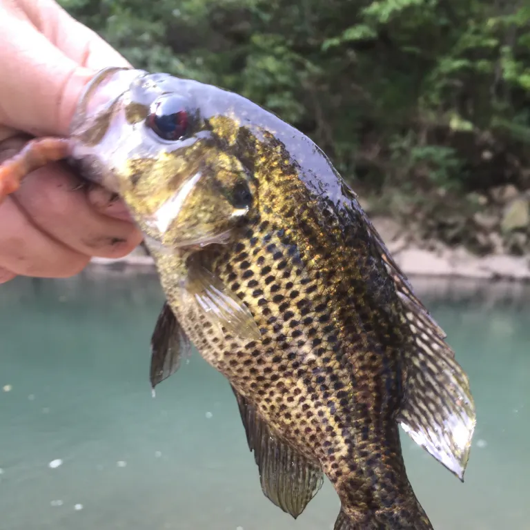 The most popular recent Ozark bass catch on Fishbrain