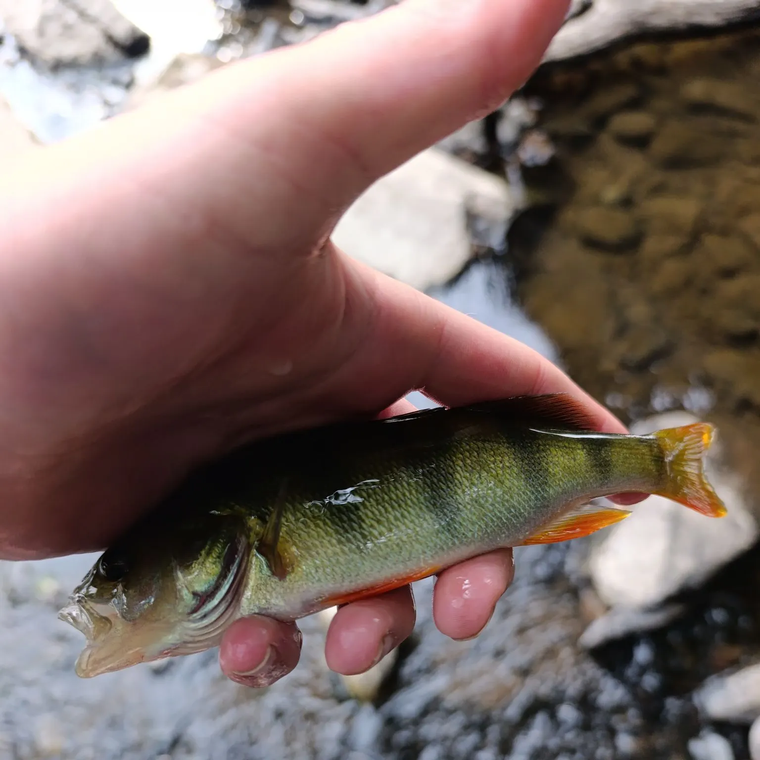 European perch caught on Fishbrain