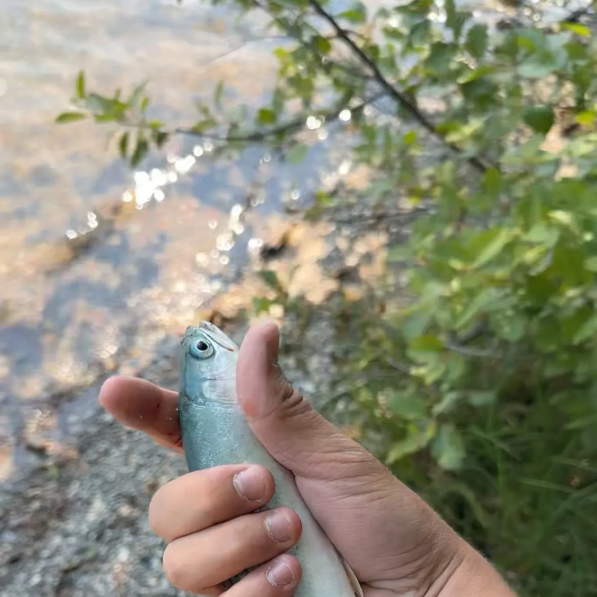 Rainbow trout caught on Fishbrain