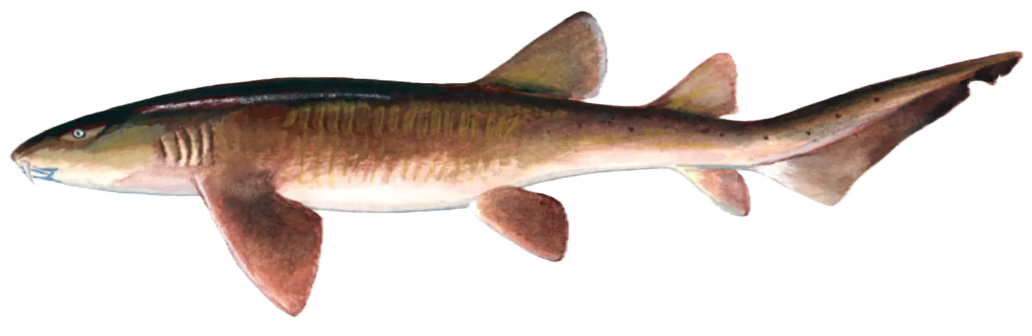 Pacific nurse shark