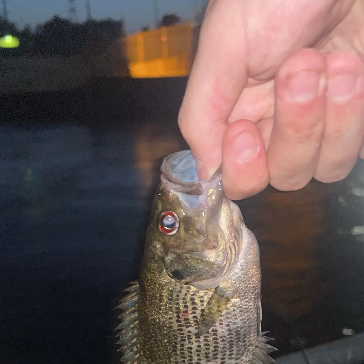 catch
