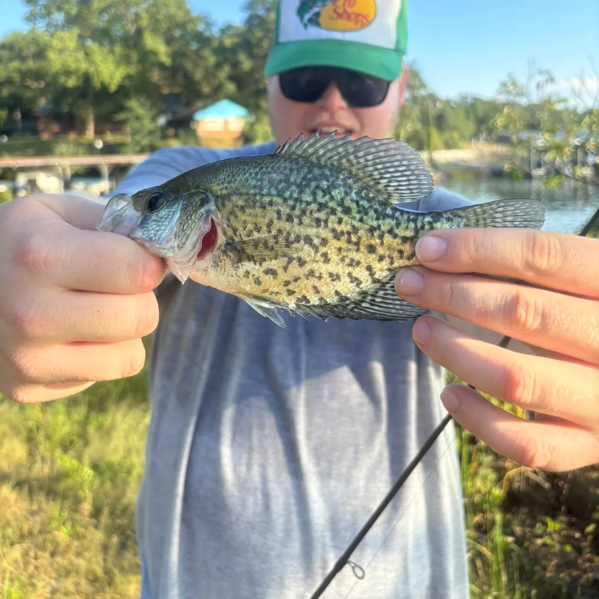 Black crappie caught on Fishbrain