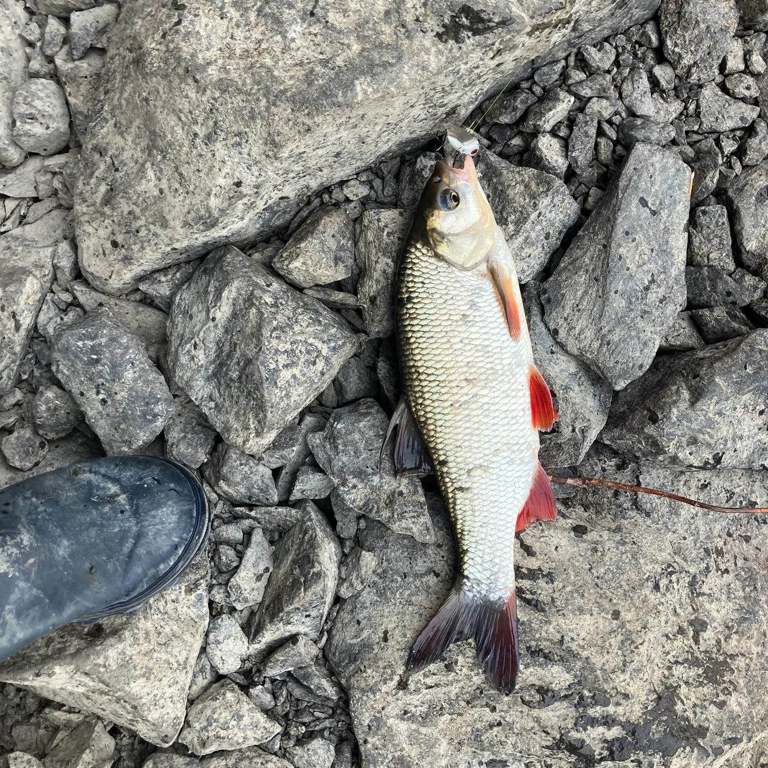 The most recent Ide catches on Fishbrain