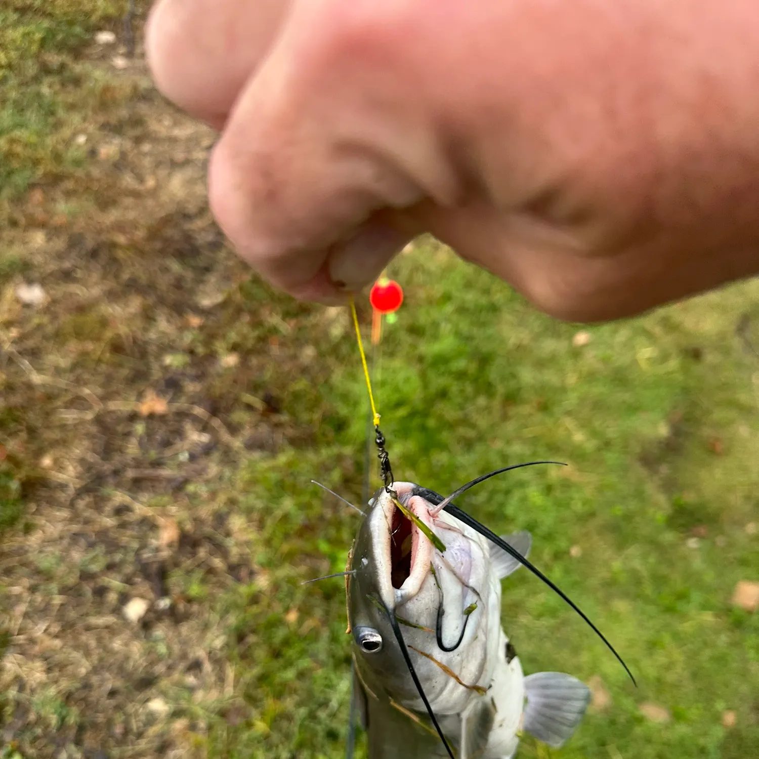 catch