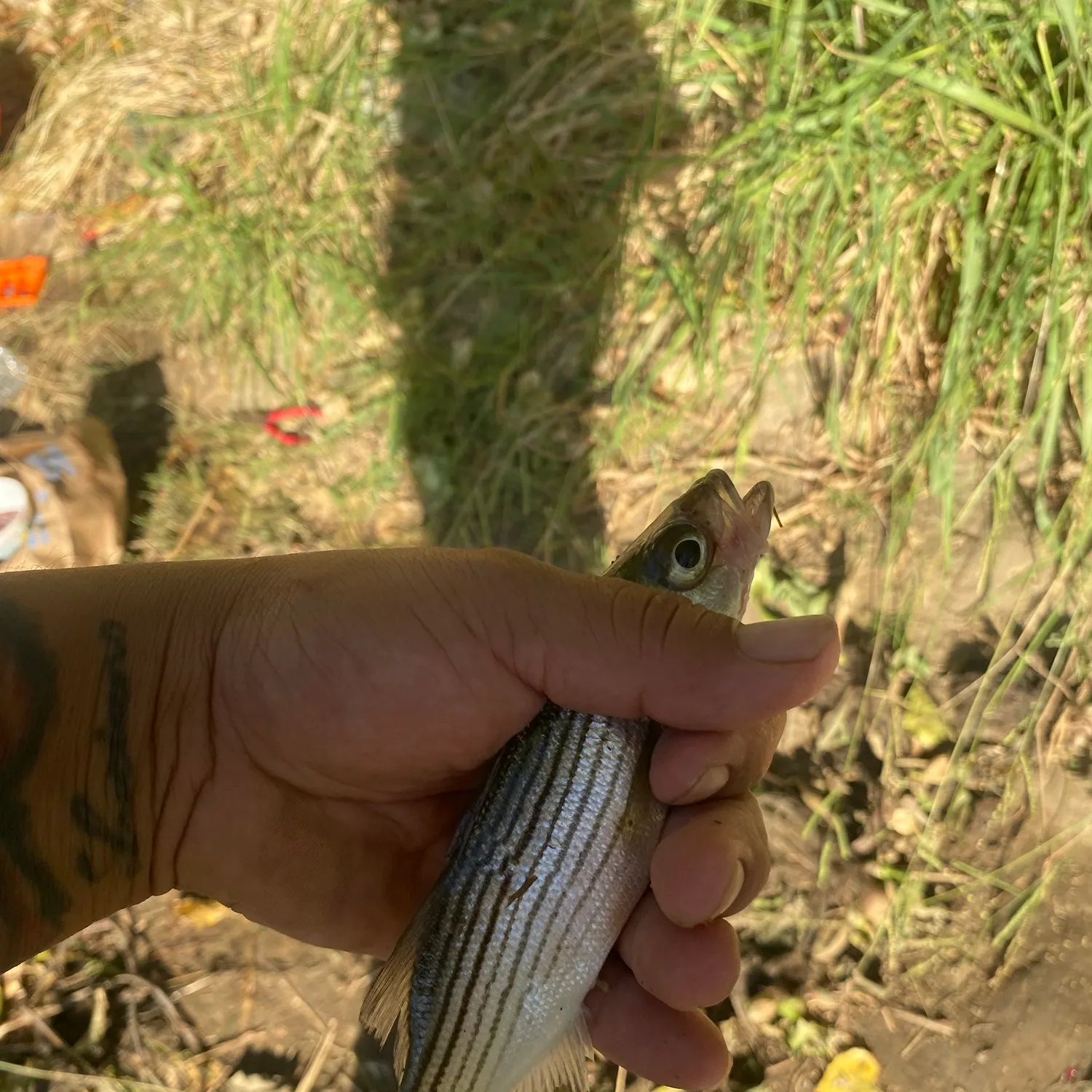 Striped bass caught on Fishbrain