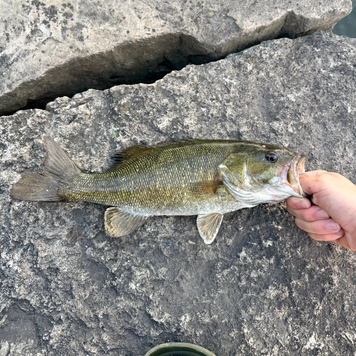 Smallmouth bass caught on Fishbrain
