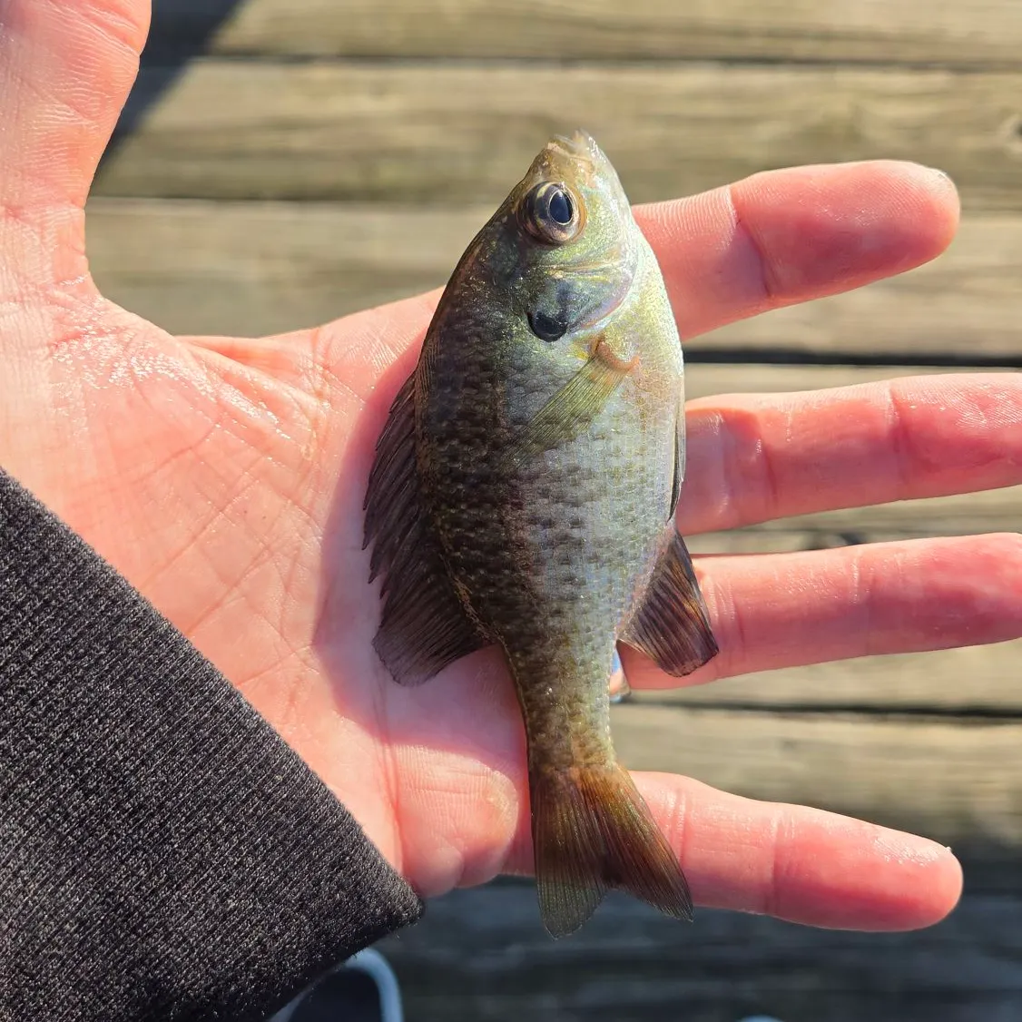 Bluegill caught on Fishbrain