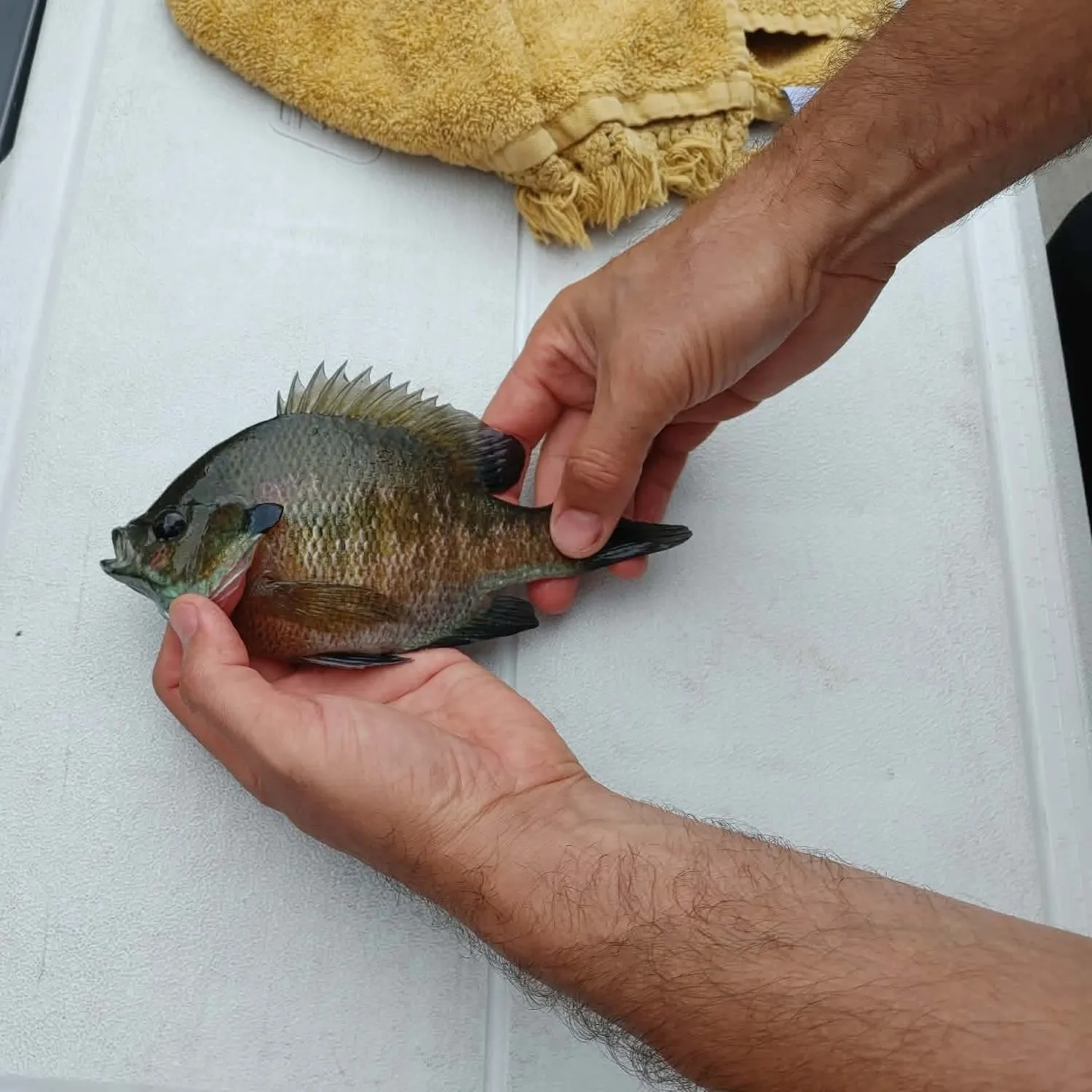 catch