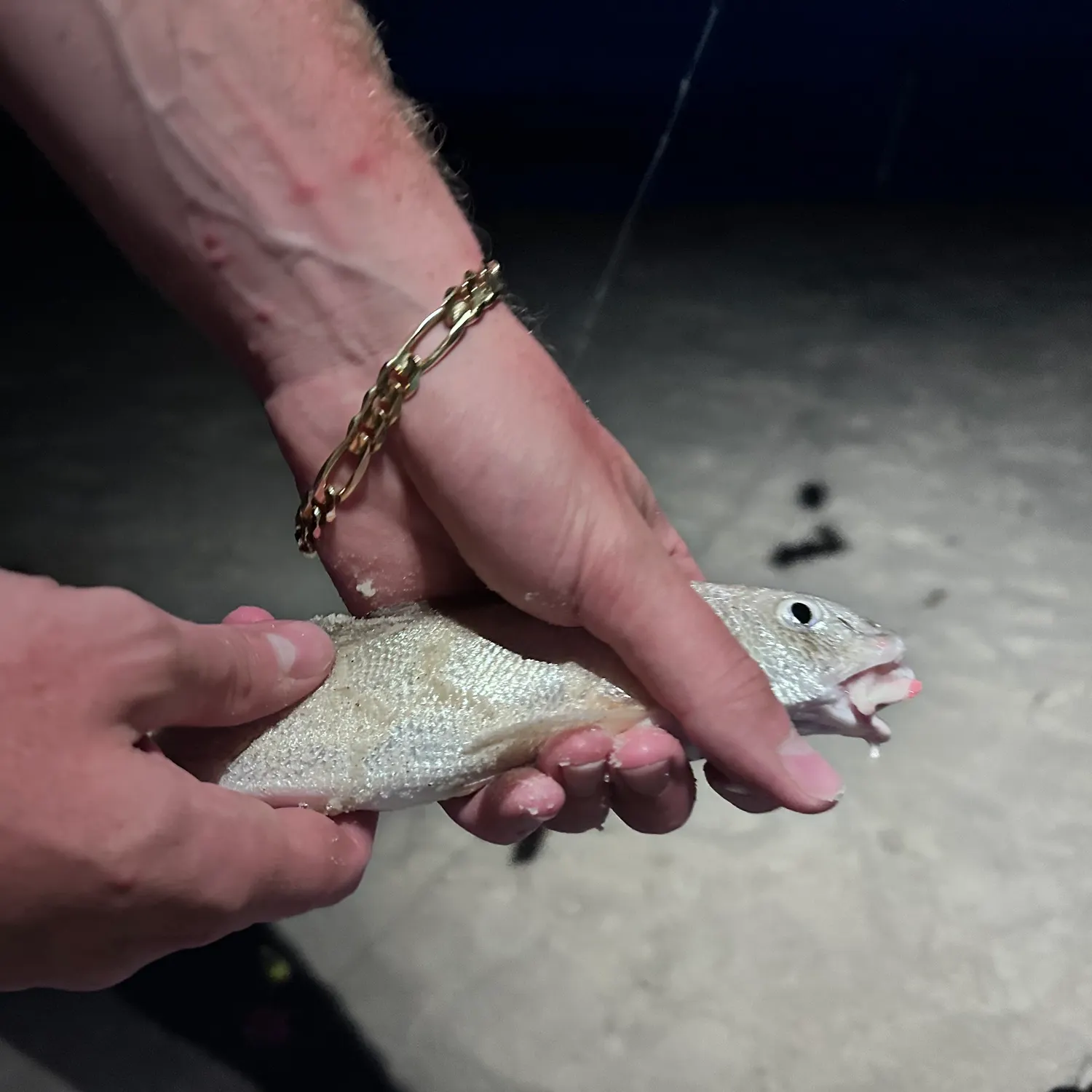 The most recent Gulf kingcroaker catches on Fishbrain