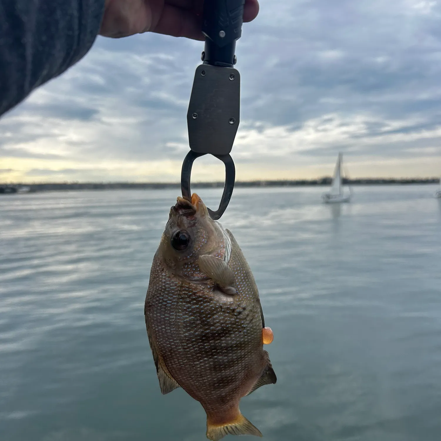 The most recent Rubberlip seaperch catches on Fishbrain