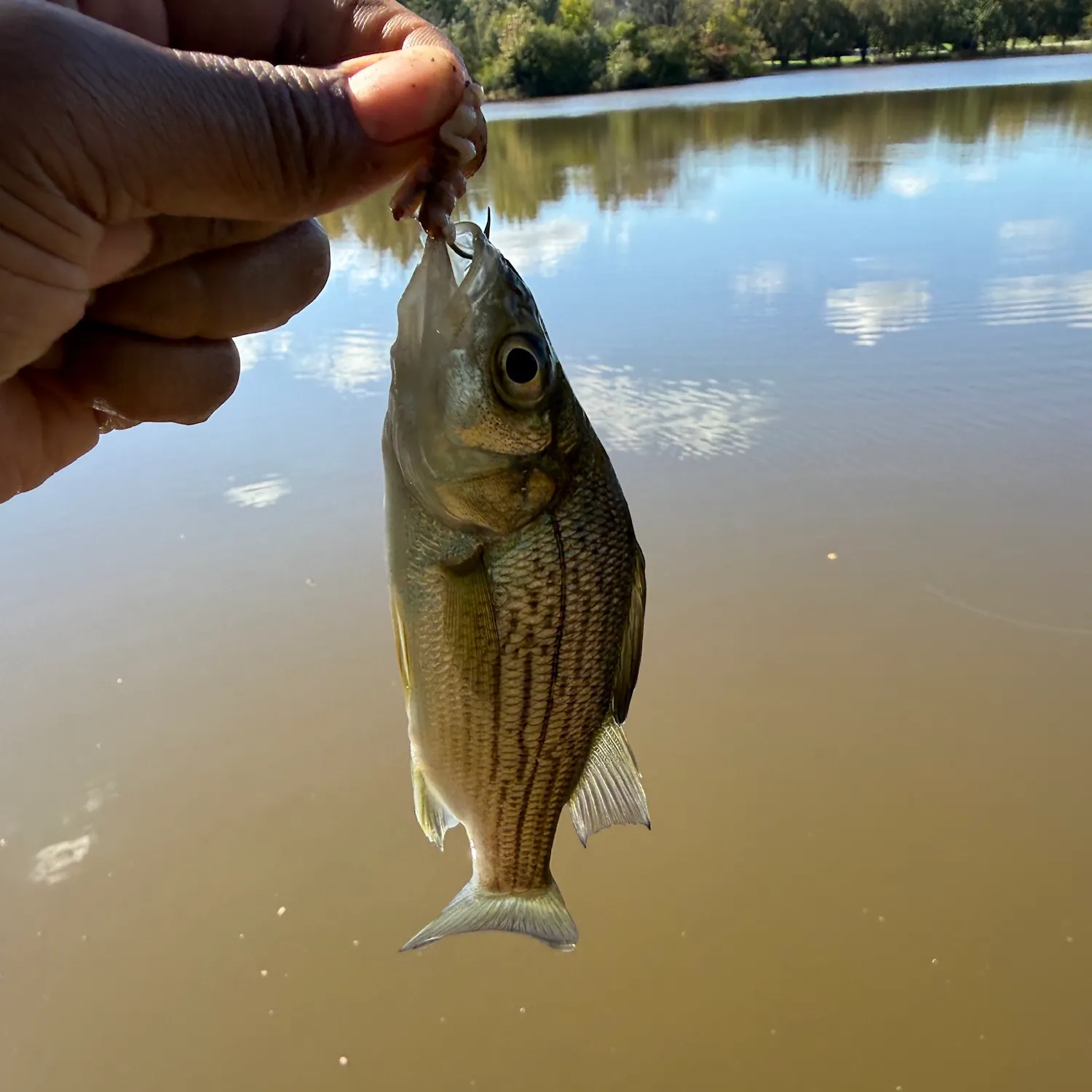 Yellow bass caught on Fishbrain