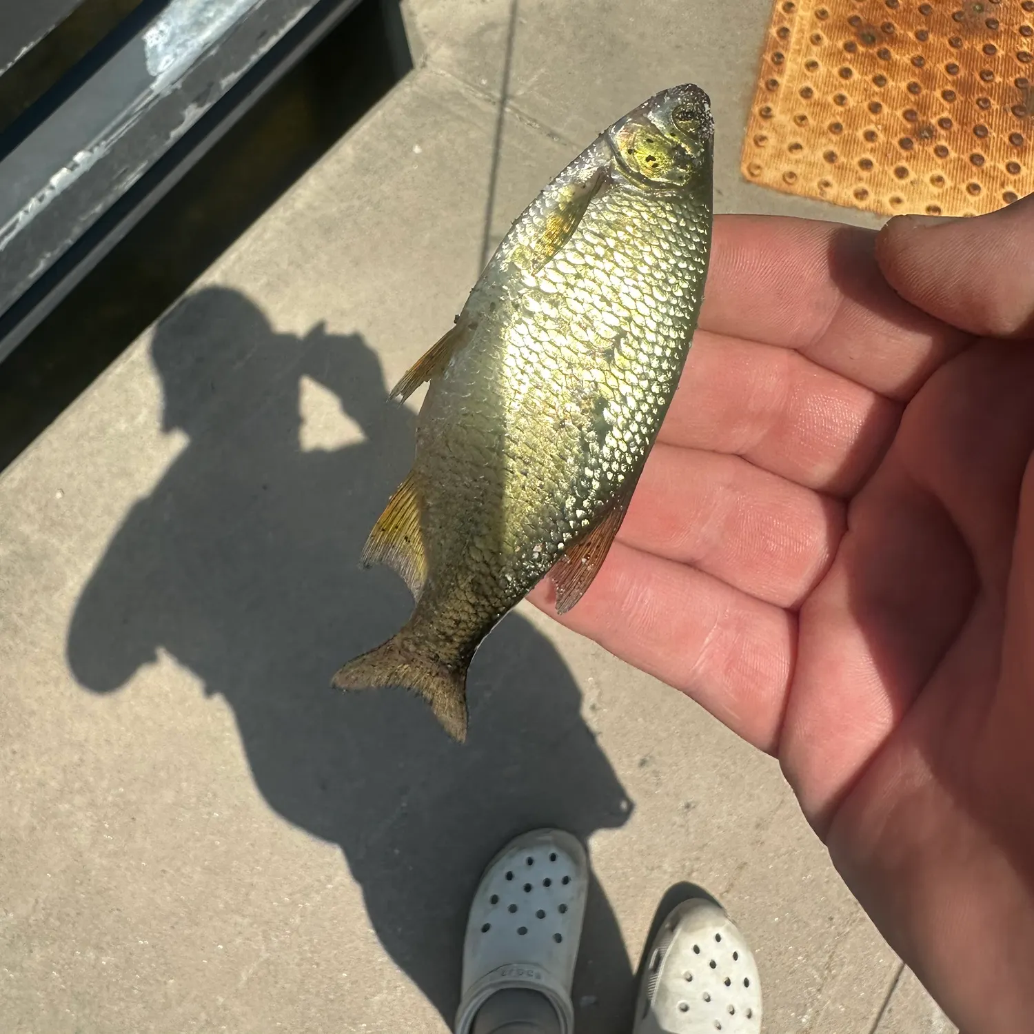 The most recent Silver shiner catches on Fishbrain