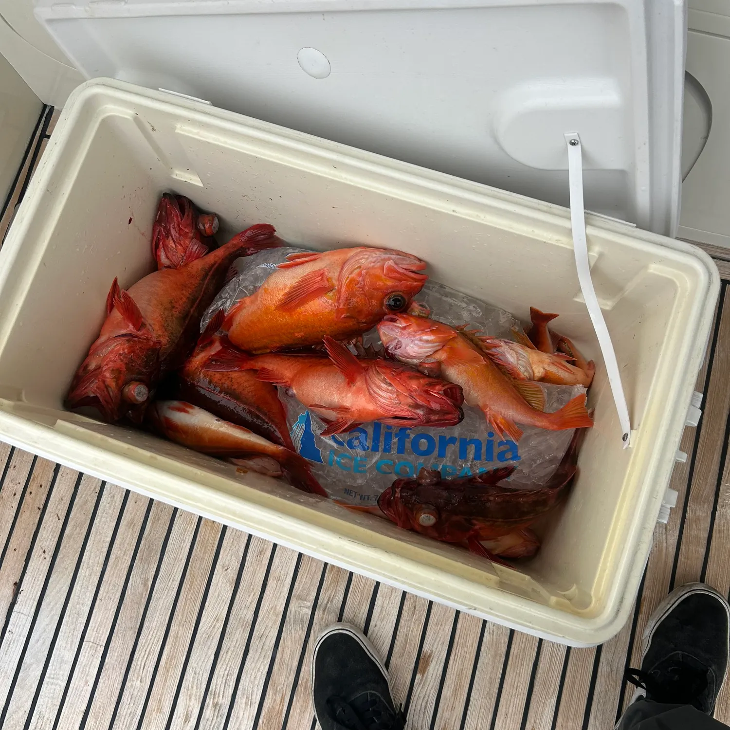 The most recent Vermilion rockfish catches on Fishbrain