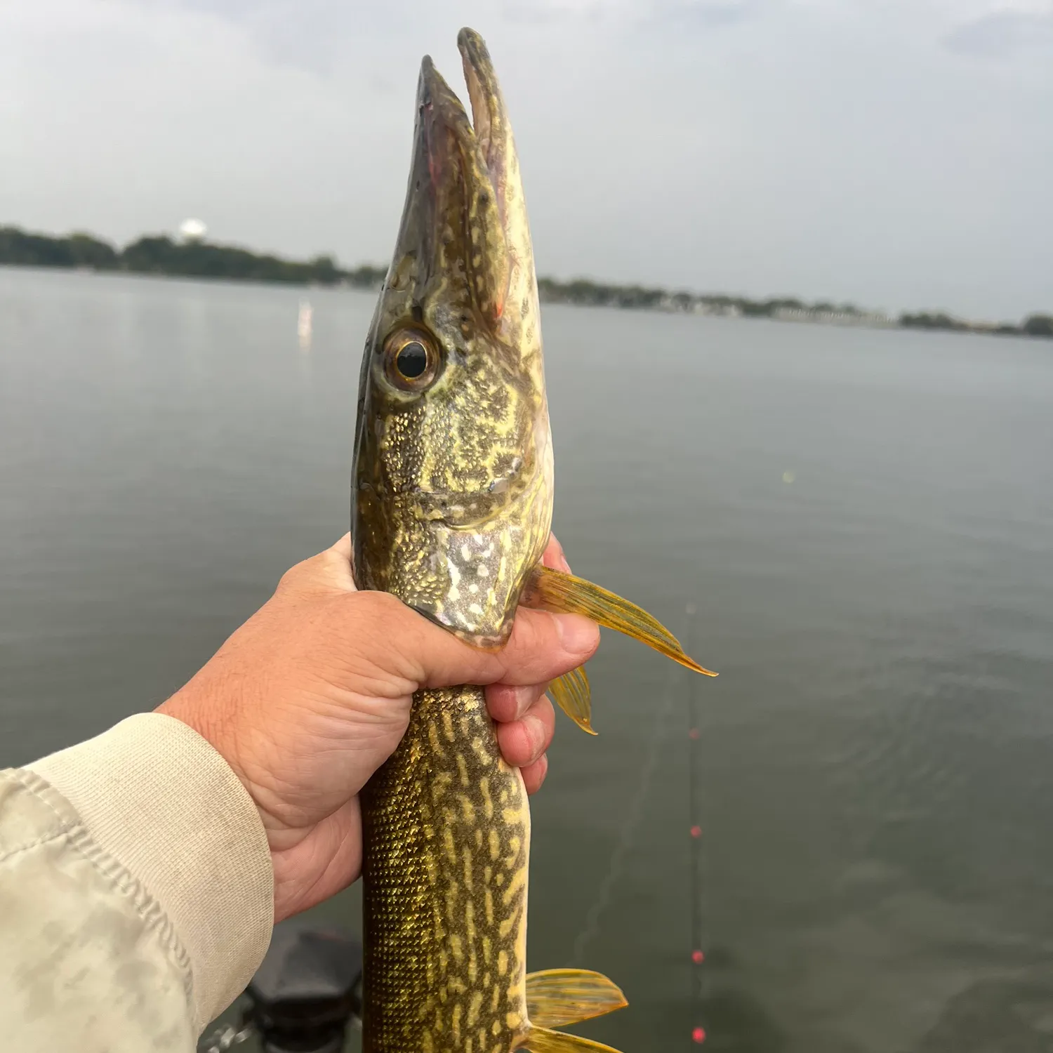 Northern pike caught on Fishbrain
