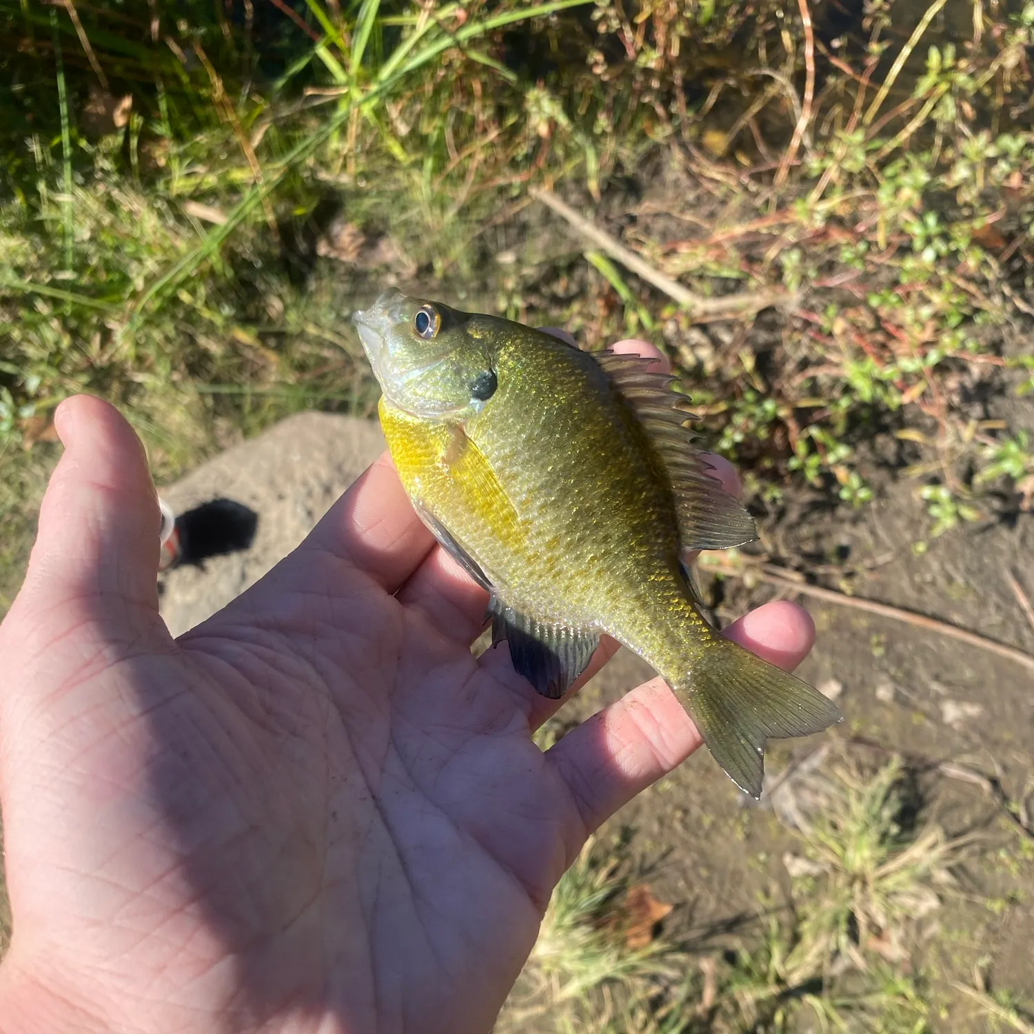 Bluegill caught on Fishbrain