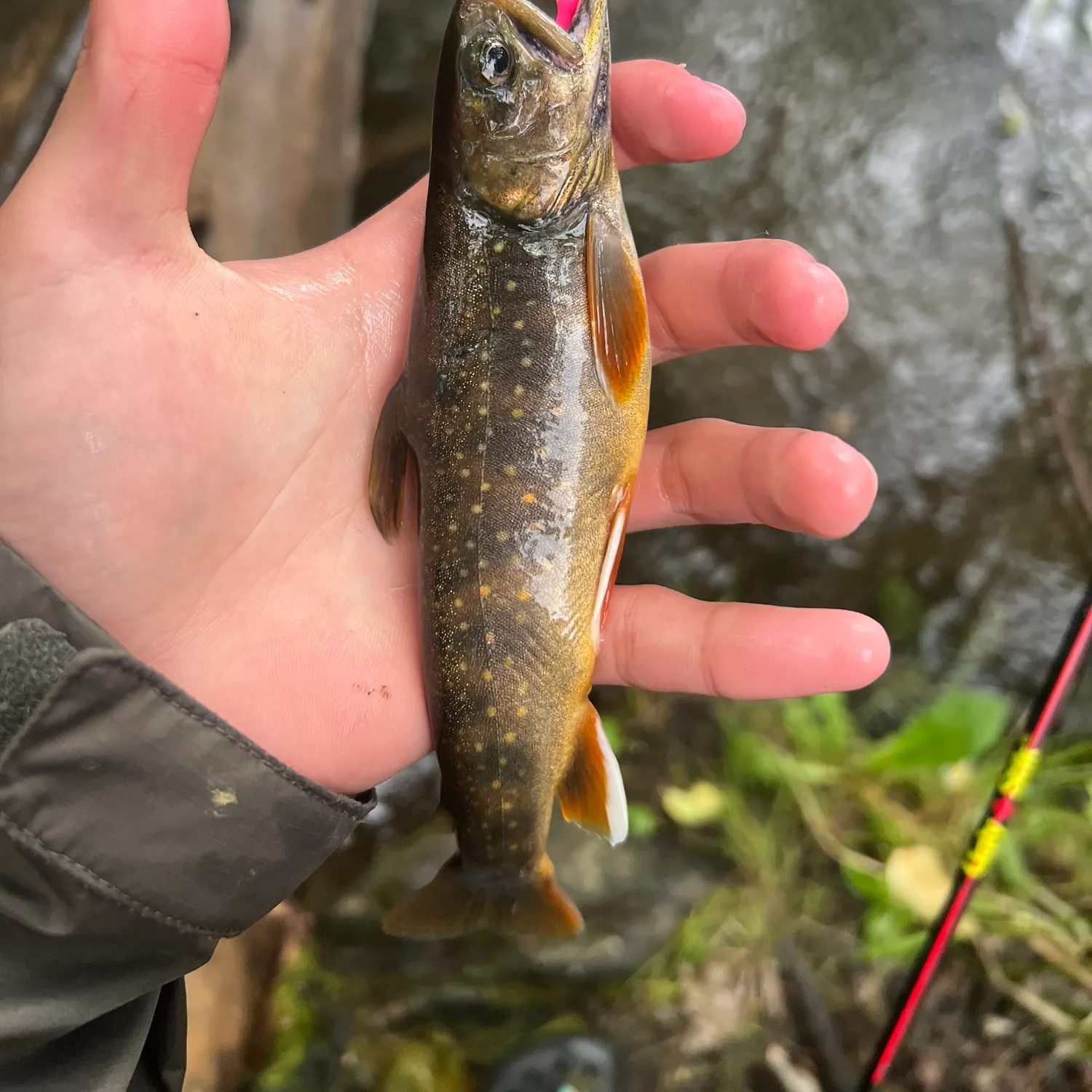 The most recent Dolly varden catches on Fishbrain