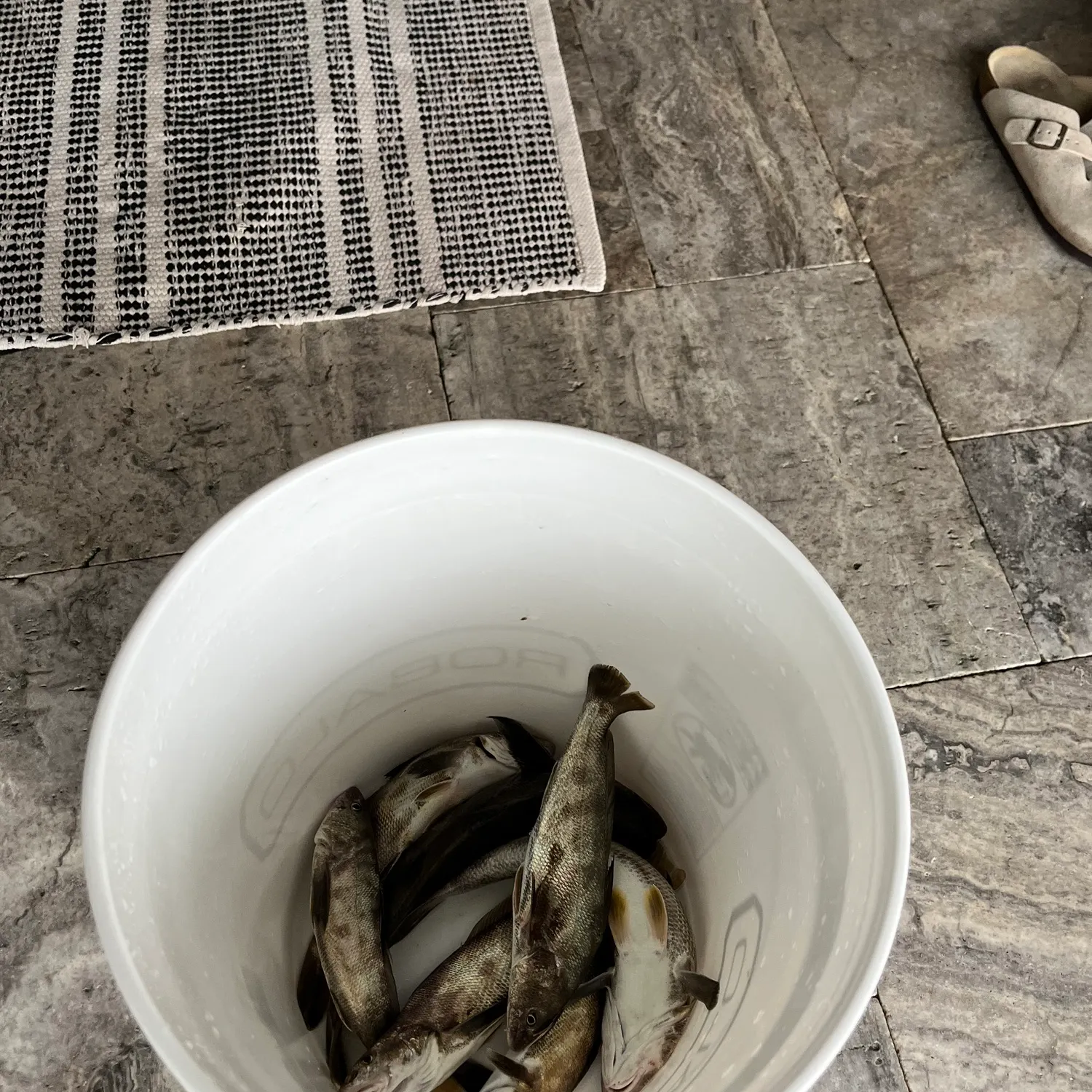 Yellowfin croaker caught on Fishbrain
