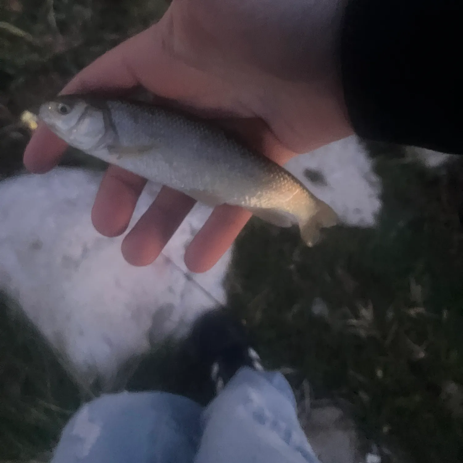 The most recent Utah chub catches on Fishbrain