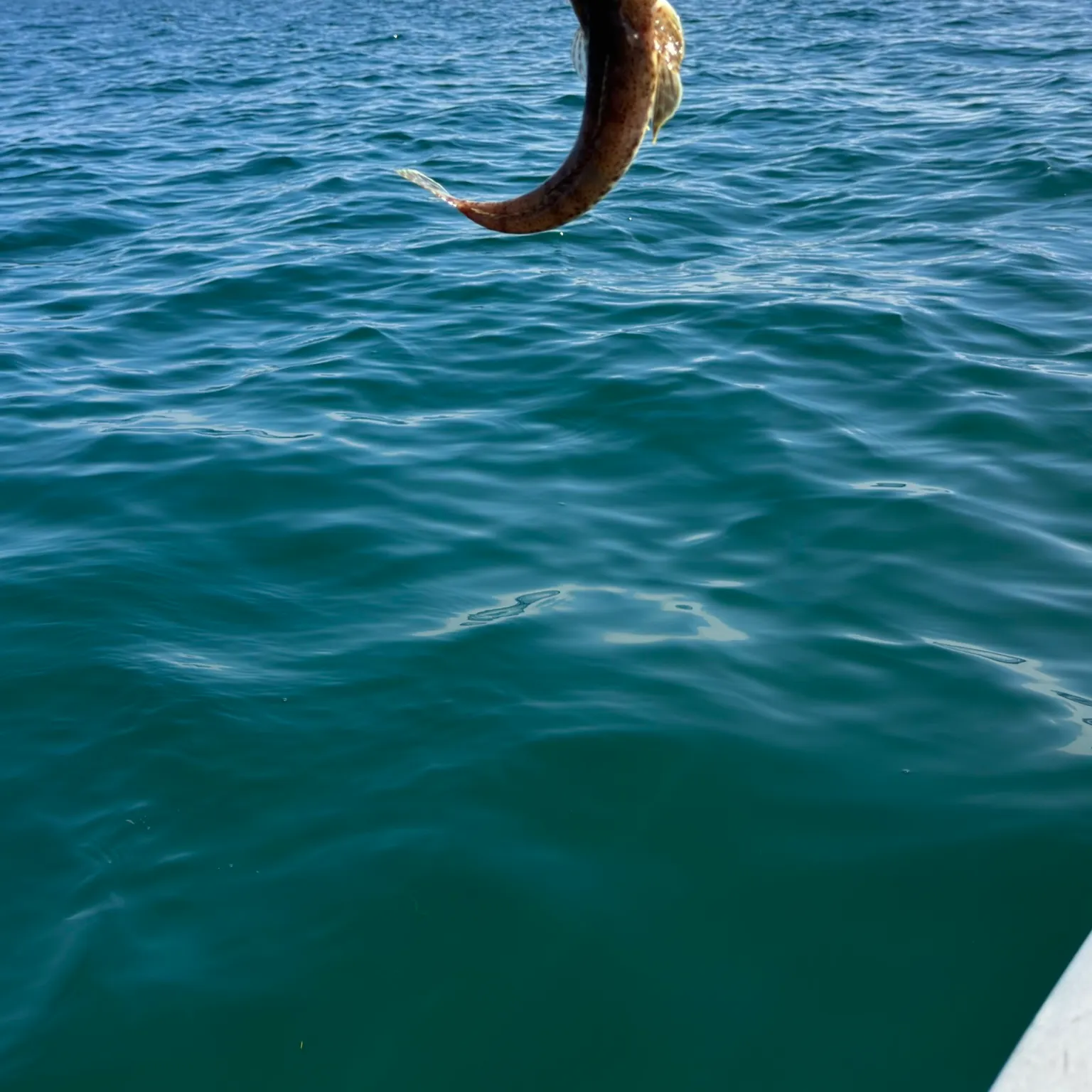 The most recent Fringe-eyed flathead catches on Fishbrain