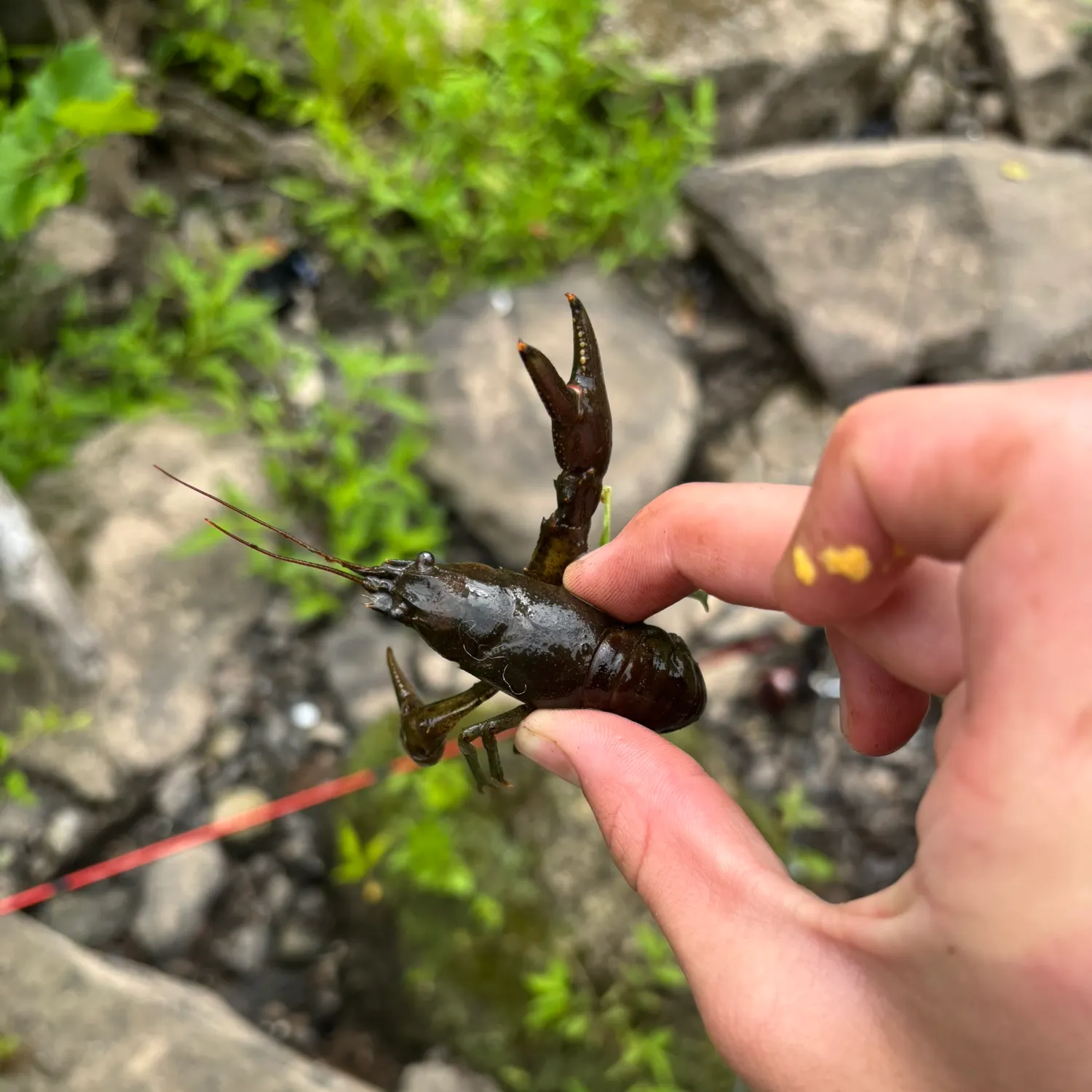 The most recent Northern clearwater crayfish catches on Fishbrain