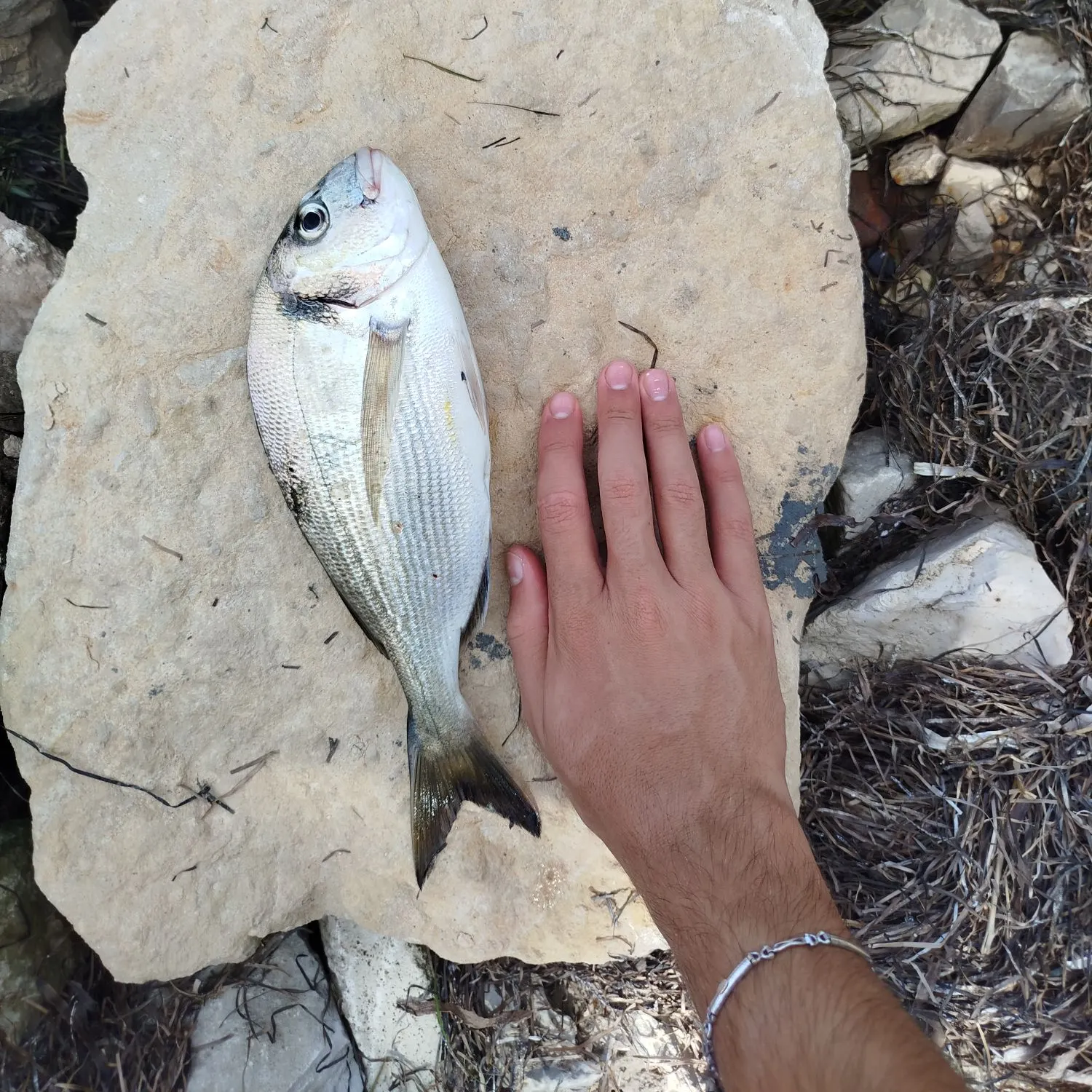 Gilthead seabream caught on Fishbrain