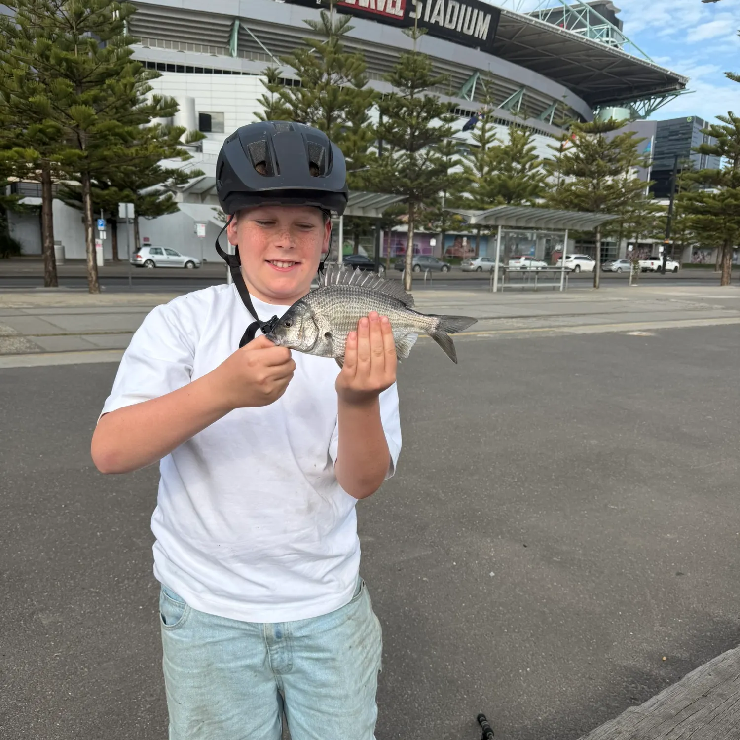 Southern black bream caught on Fishbrain