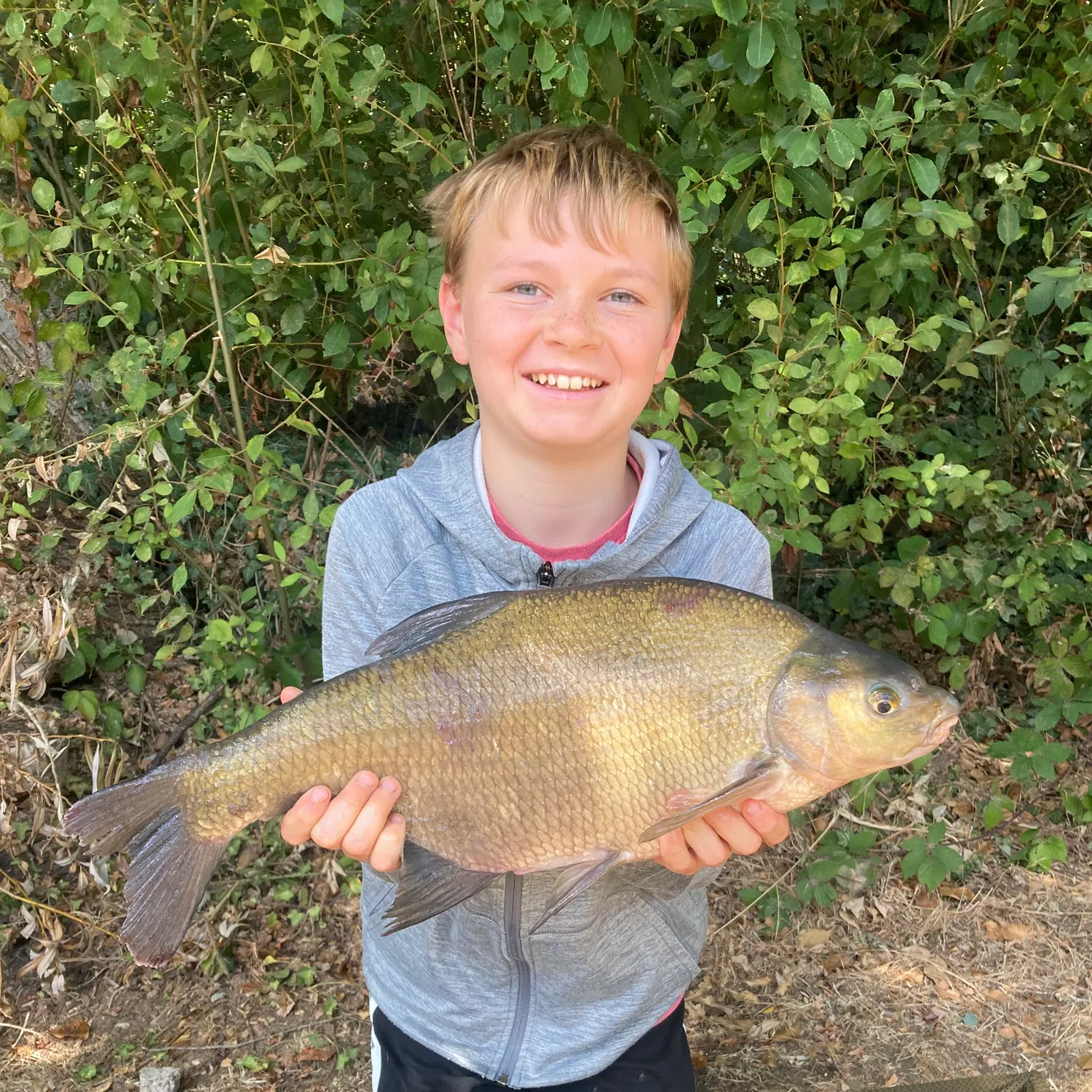 Common bream caught on Fishbrain