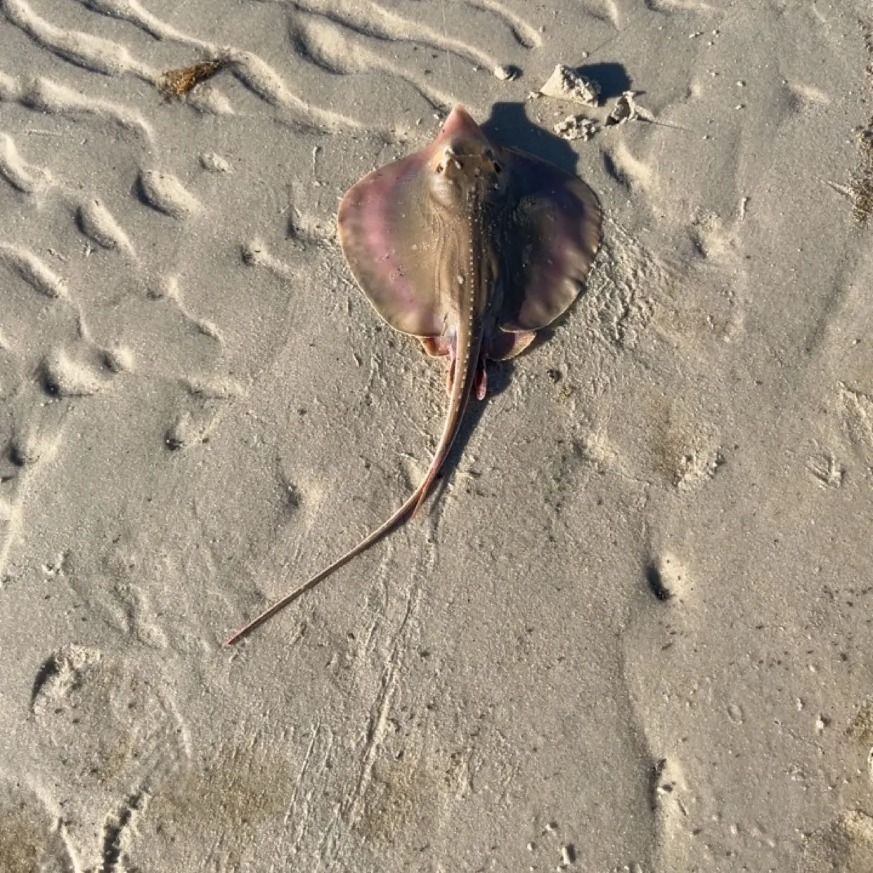 The most recent Atlantic stingray catches on Fishbrain