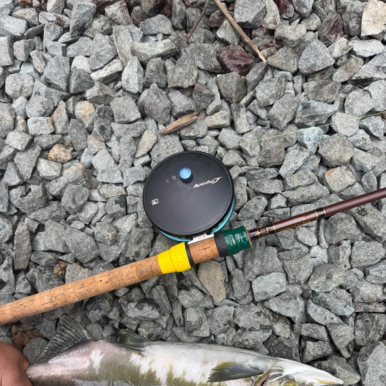 Pink salmon caught on Fishbrain