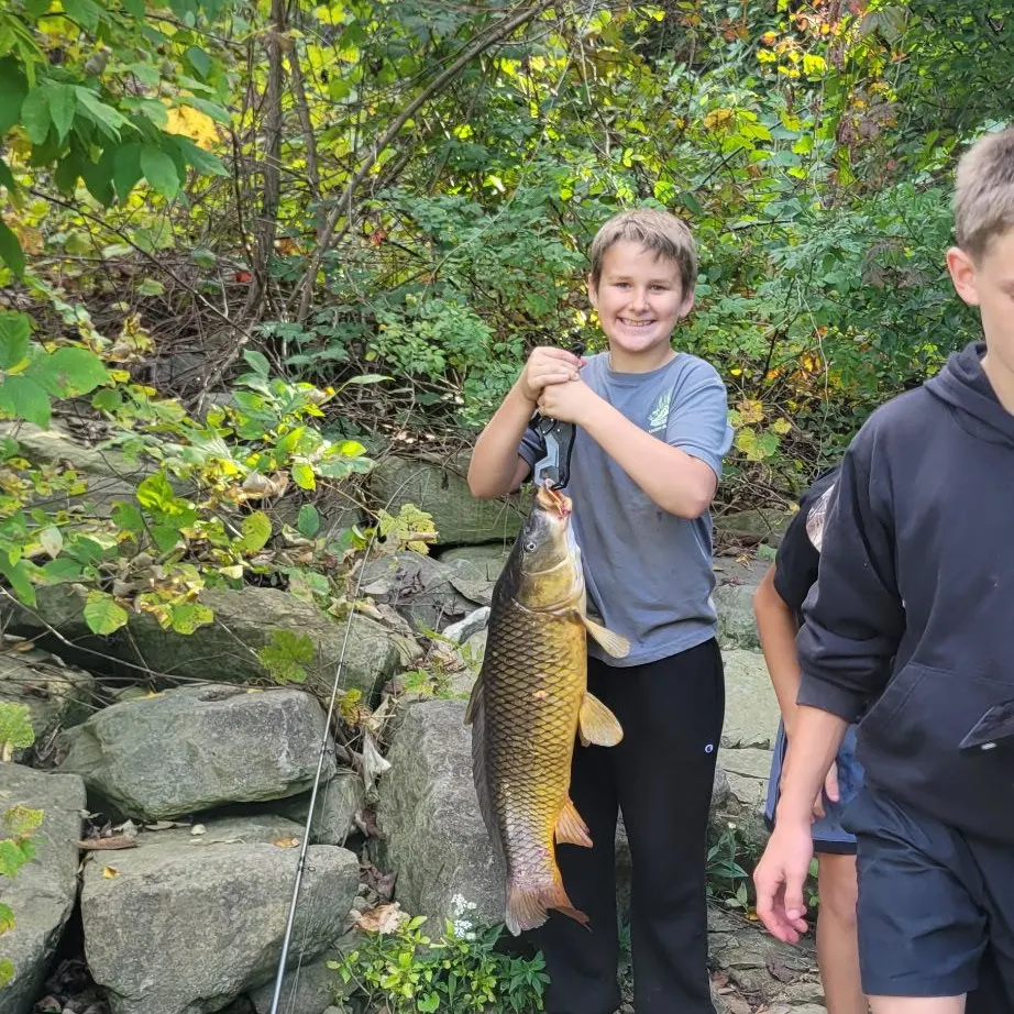 Common carp caught on Fishbrain