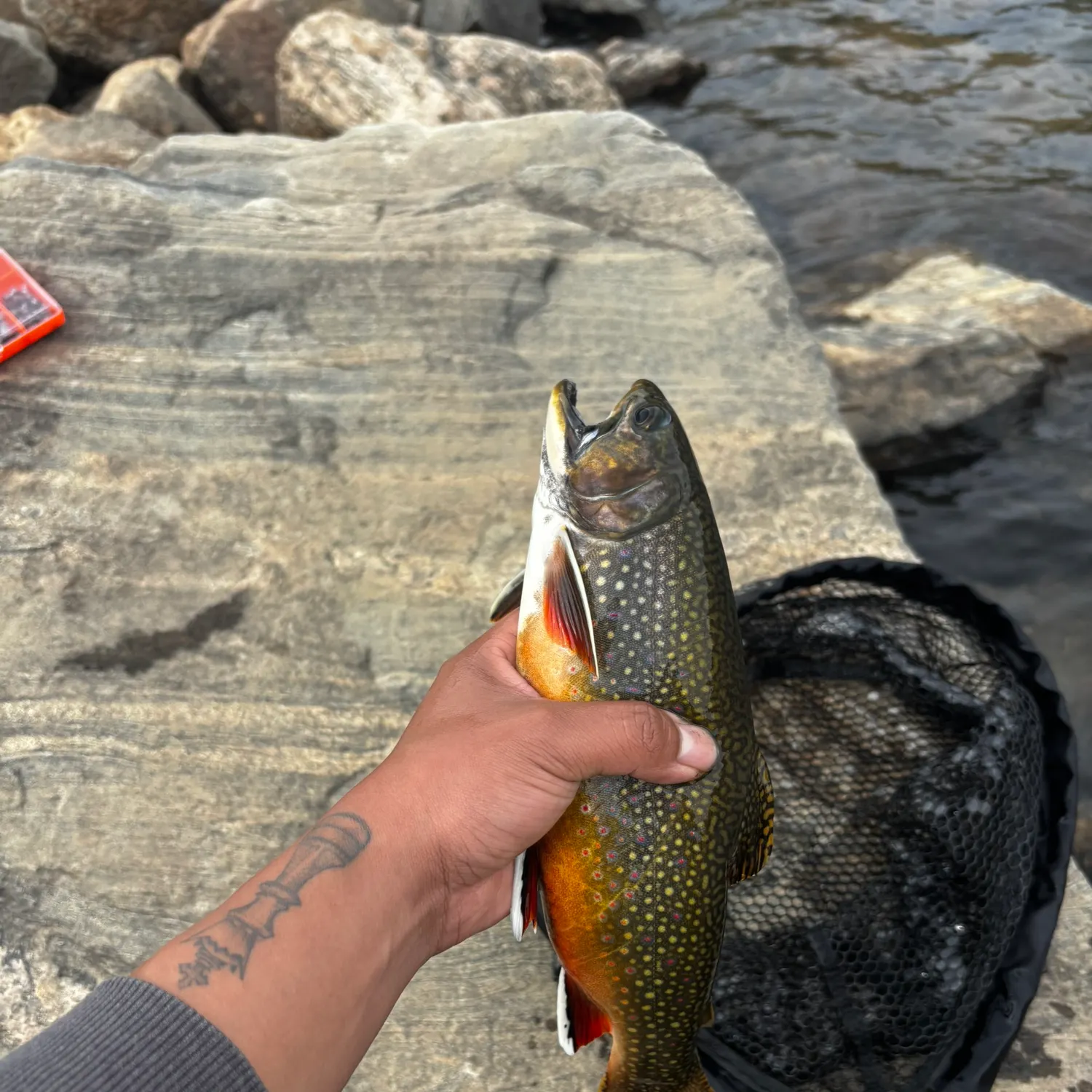 Brook trout caught on Fishbrain