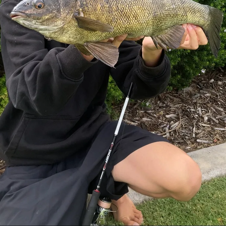 The most recent Bidyan perch catches on Fishbrain