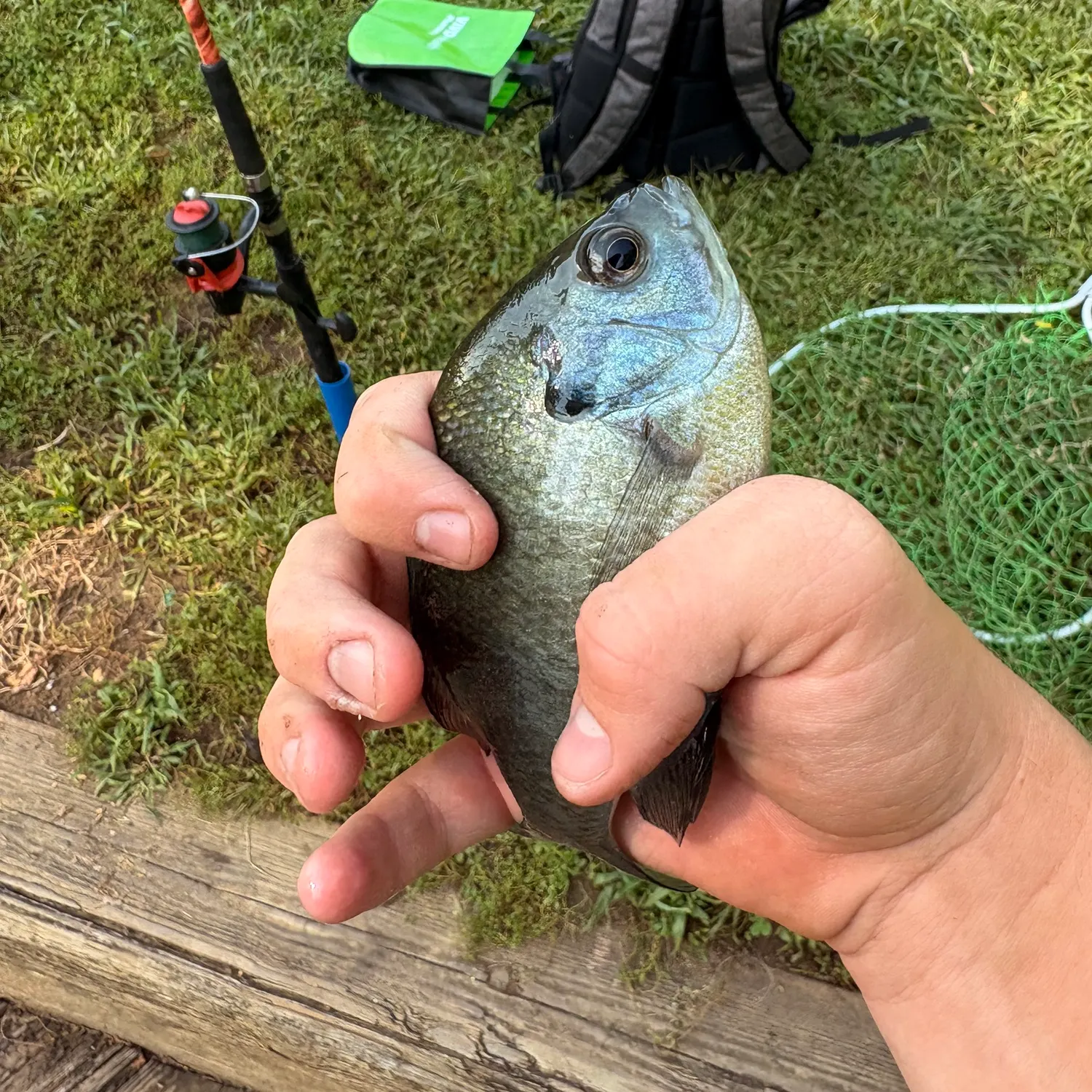 Bluegill caught on Fishbrain