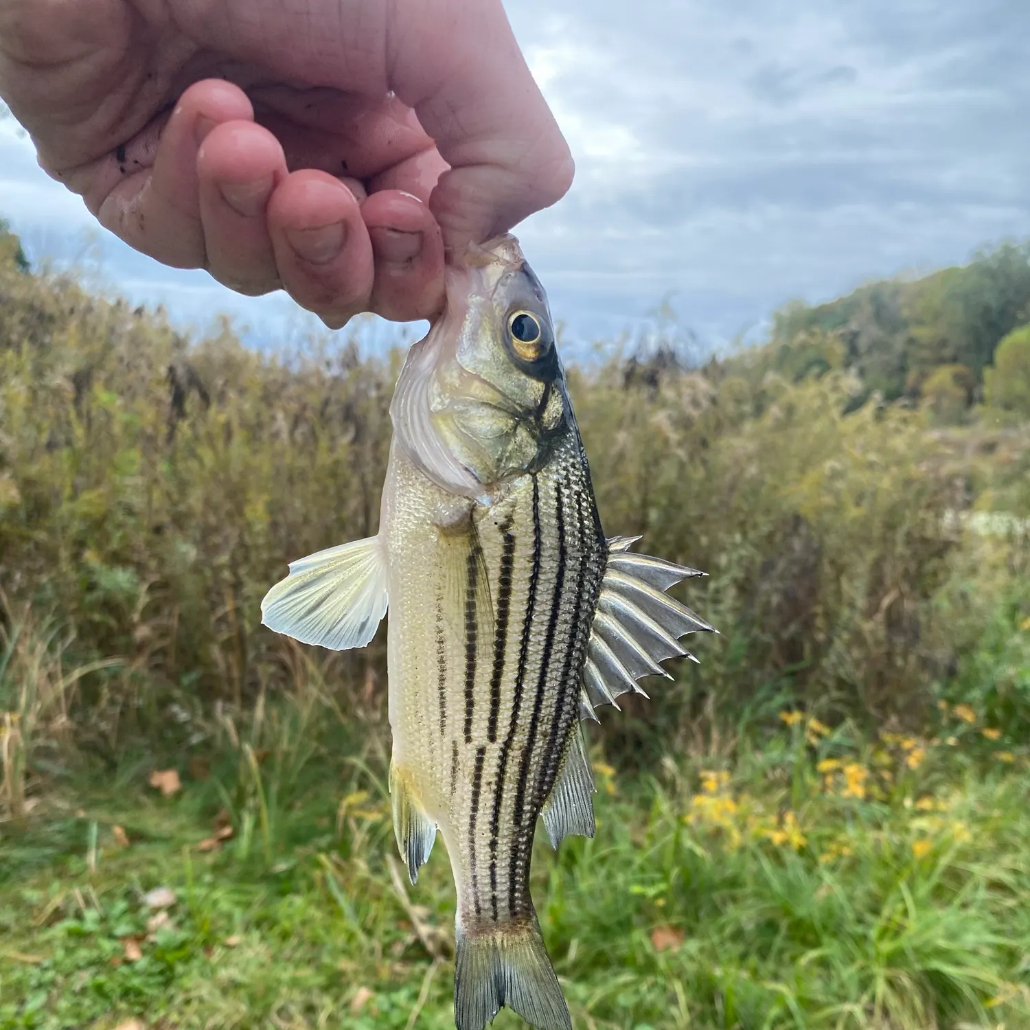 Yellow bass caught on Fishbrain