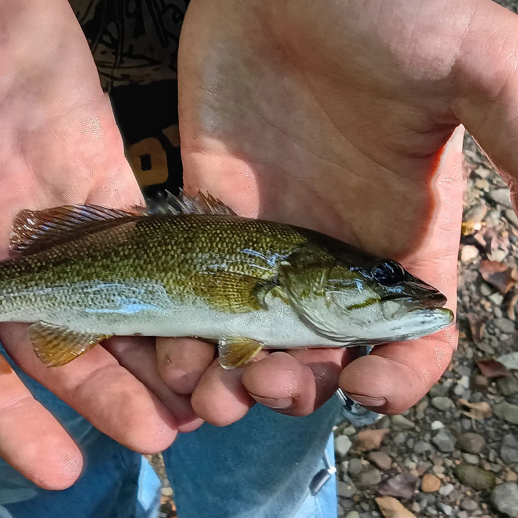 Smallmouth bass caught on Fishbrain