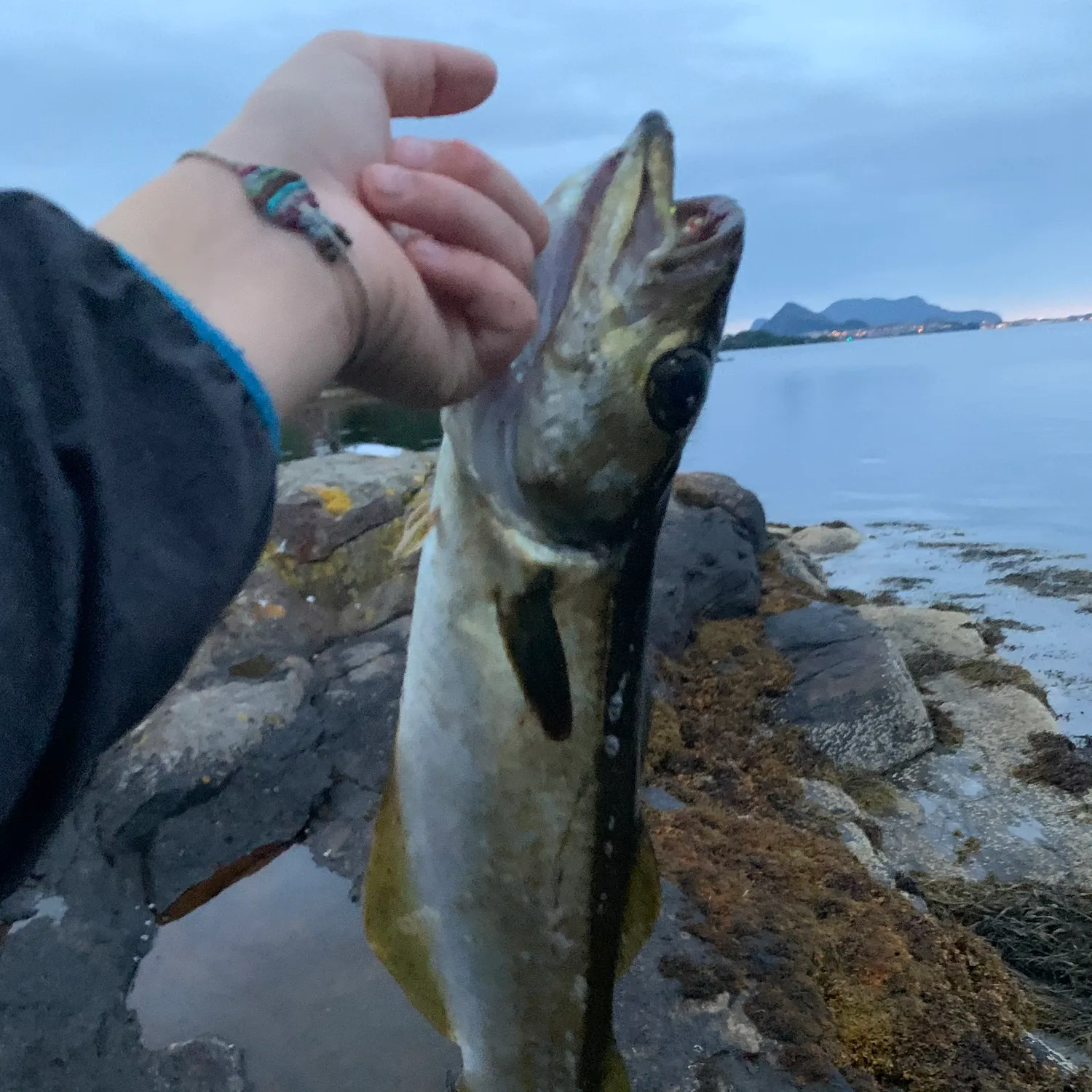 Pollack caught on Fishbrain