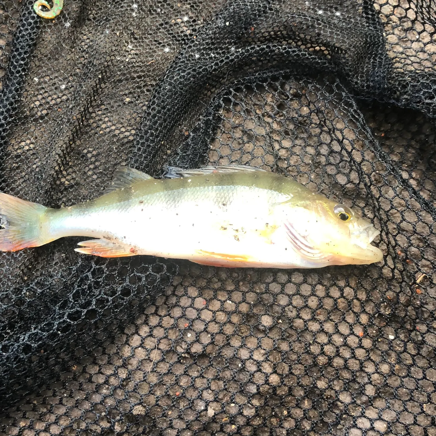 European perch caught on Fishbrain