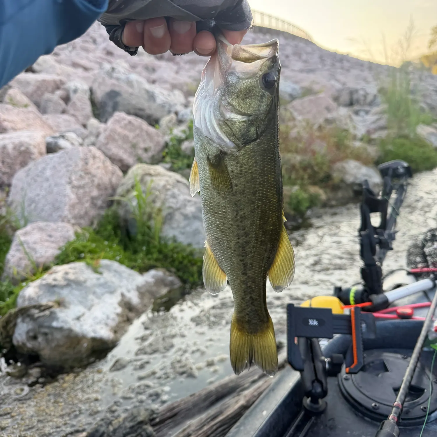 Largemouth bass caught on Fishbrain