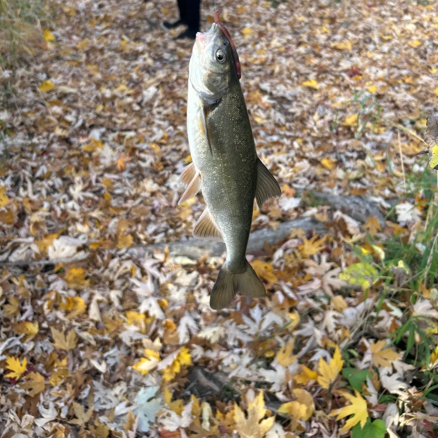 The most recent Chiselmouth catches on Fishbrain